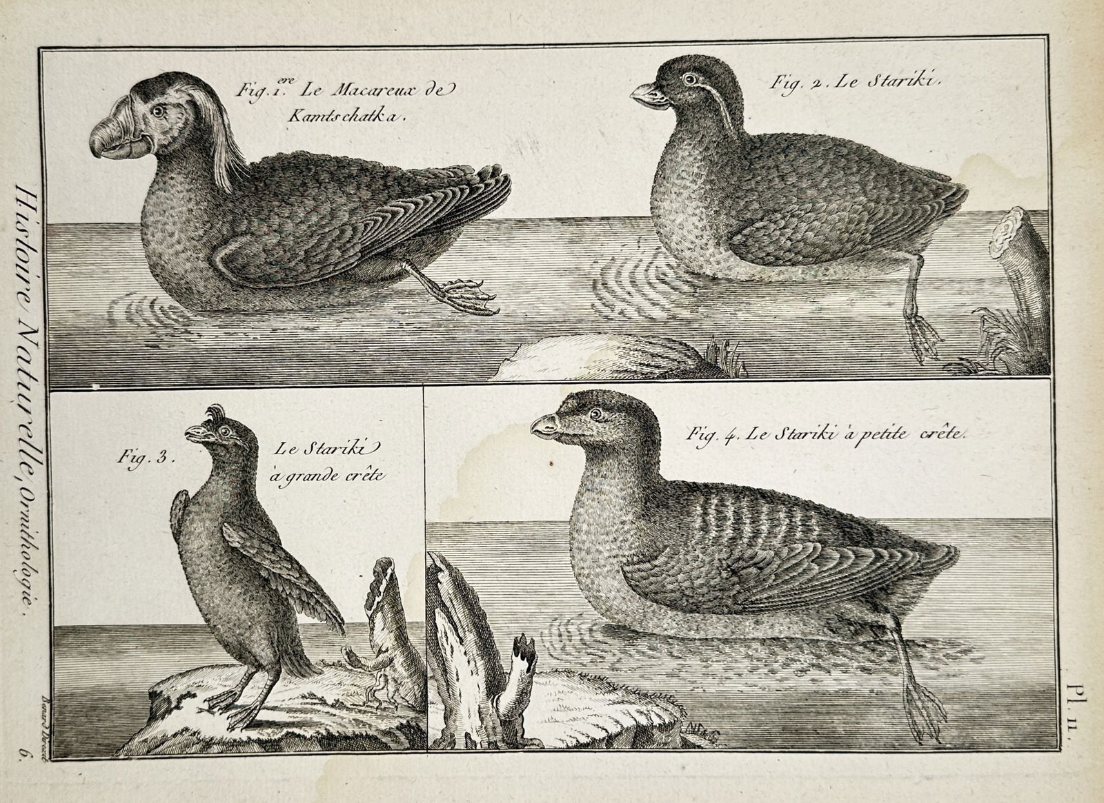 Robert Benard (1734–1777) – Various Species of Sea Birds and Crested Auklets – Engraving: "Le Macareux de Kamtschatka, Le Stariki, Le Stariki à grande crête, and Le Stariki à petite crête" illustrates four distinct seabird species in their natural maritime habitats. The upper portion d