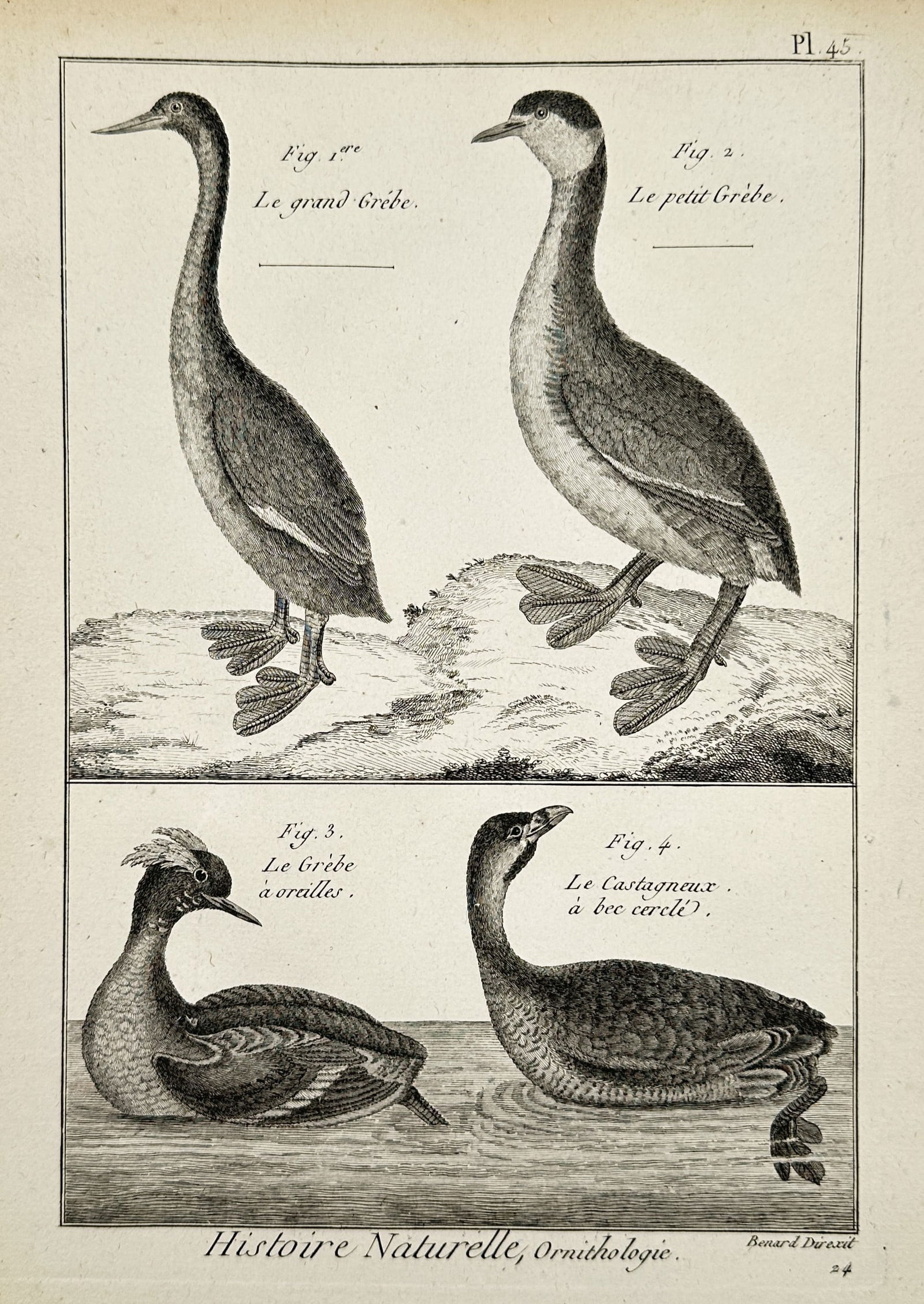 Robert Benard (1734–1777) – Various Species of Grebes – Engraving (1762): "Le grand Grèbe, Le petit Grèbe, Le Grèbe à oreilles, and Le Castagneux à bec cerclé" illustrates four distinct species of water birds. The upper section depicts a Great Grebe and a smaller greb