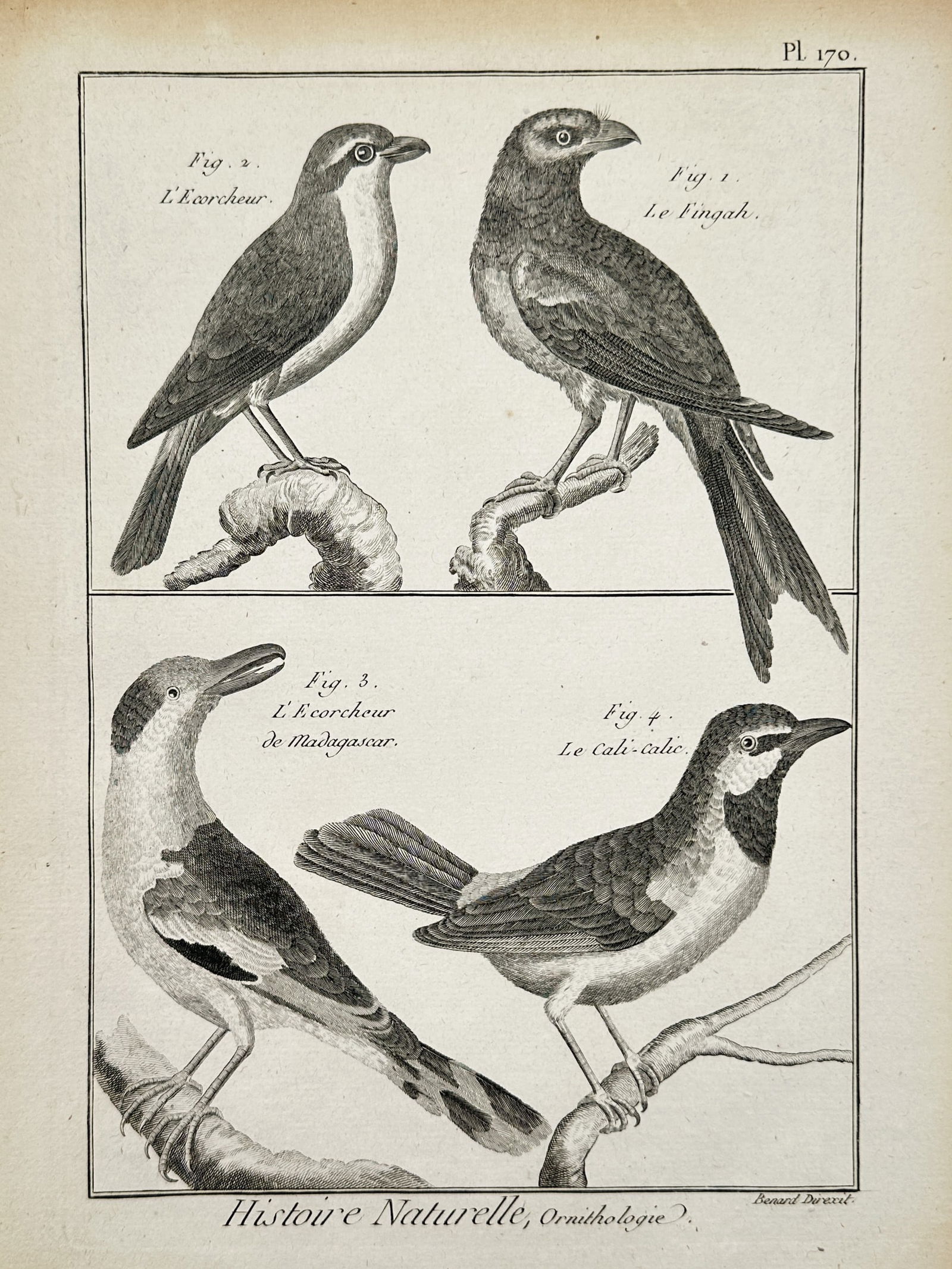 Robert Benard (1734–1777) – Various Species of Shrikes and Vangas – Engraving (1762) (1 of 2)
