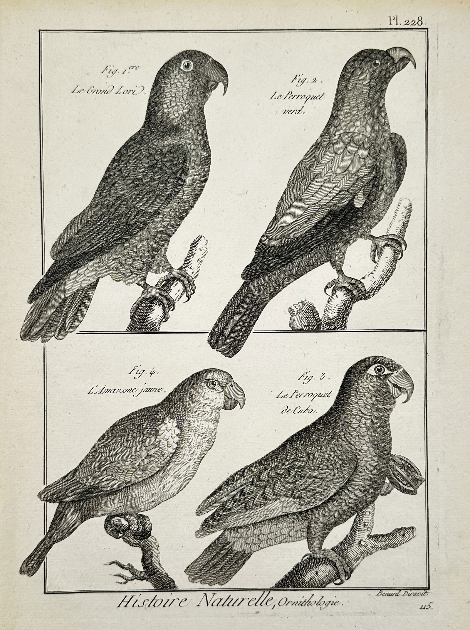 Robert Benard (1734–1777) – Various Species of Parrots and Amazons – Engraving (1762): "Le Grand Lori, Le Perroquet verd, L'Amazone jaune, and Le Perroquet de Cuba" illustrates four distinct parrot species perched on textured branches. The upper section features a Large Lory and a Green