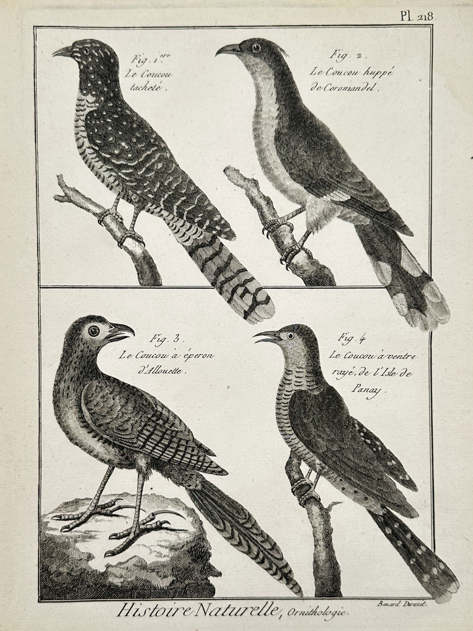 Robert Benard (1734–1777) – Various Species of Cuckoos – Engraving (1762): "Le Coucou tacheté, Le Coucou huppé de Coromandel, Le Coucou à éperon d'Alouette, and Le Coucou à ventre rayé" illustrates four distinct species of cuckoos from diverse geographical regions. The