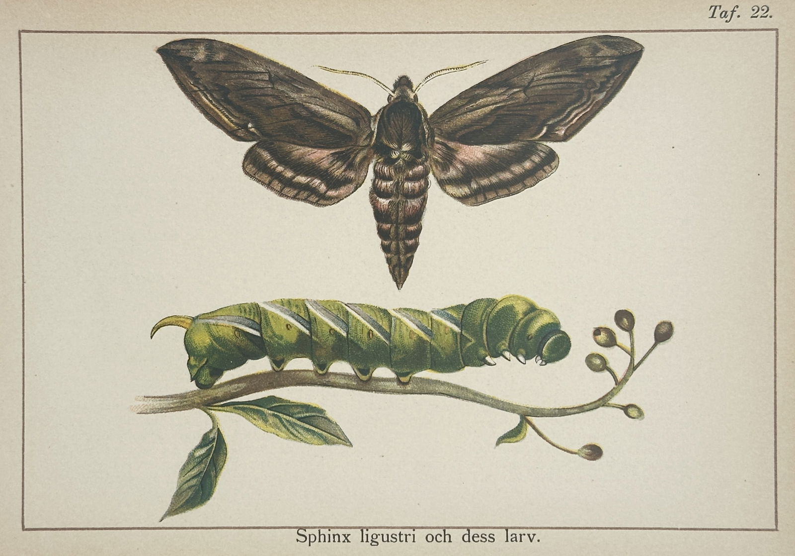Gottfrid Adlerz (1858–1918) – Privet Hawk-moth and Larva – Hand-coloured lithograph: "Sphinx ligustri och dess larv." presents a focused entomological study of the Privet Hawk-moth in both its adult and larval forms. The upper portion of the plate features the adult moth with its larg