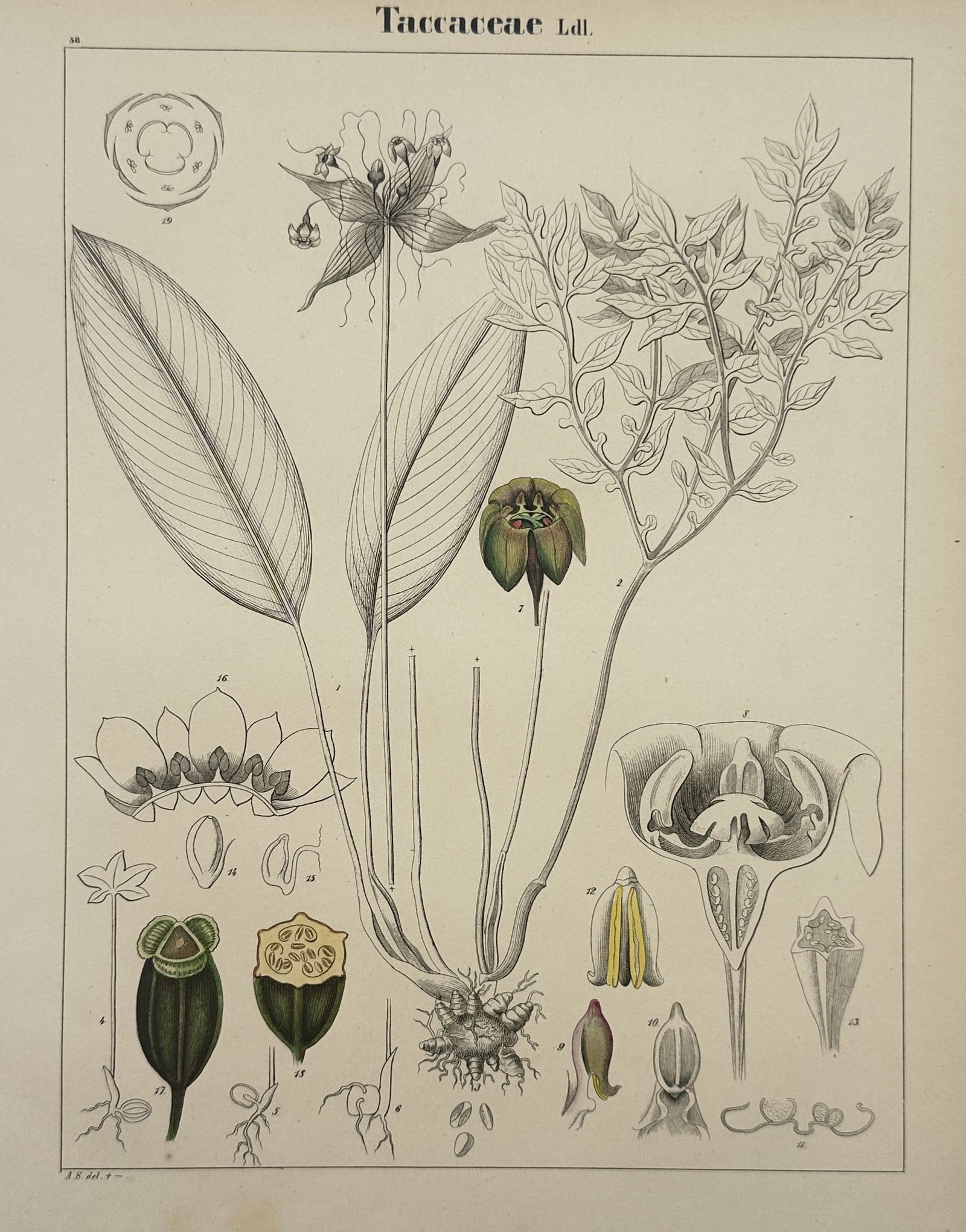 Adalbert Schnizlein (1814–1868) – Botanical Study of Taccaceae – Hand-coloured lithograph (1 of 2)