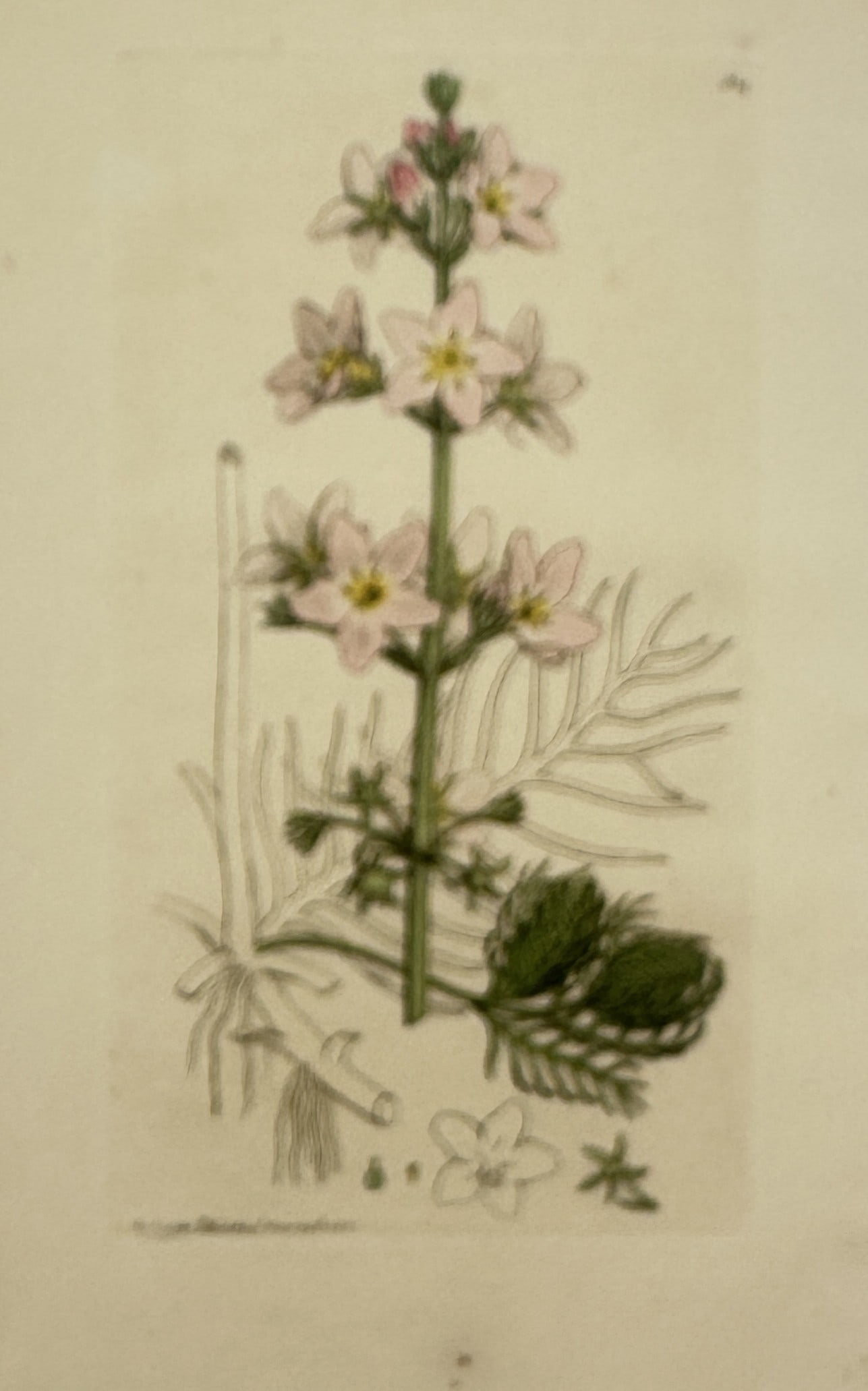 James Sowerby (1757–1822) – Botanical Study of the Water Violet – Hand-coloured (1 of 2)