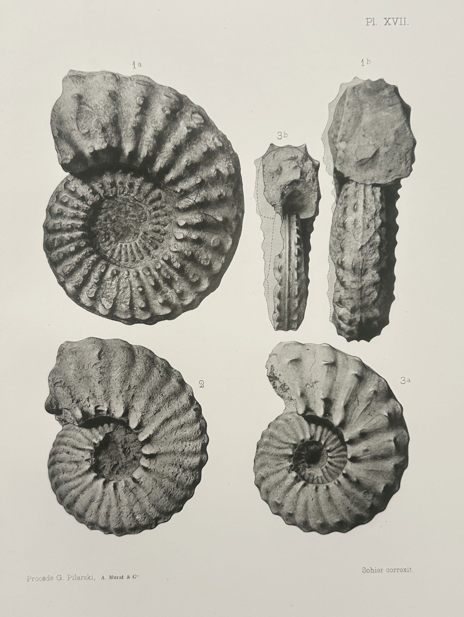 Albert de Grossouvre (1849–1932) – Paleontological Study of Specimens – Lithograph: "Ammonite specimens" illustrates a detailed paleontological study of prehistoric cephalopod fossils. The first plate features a single, large ammonite shell characterized by its tight spiral form and