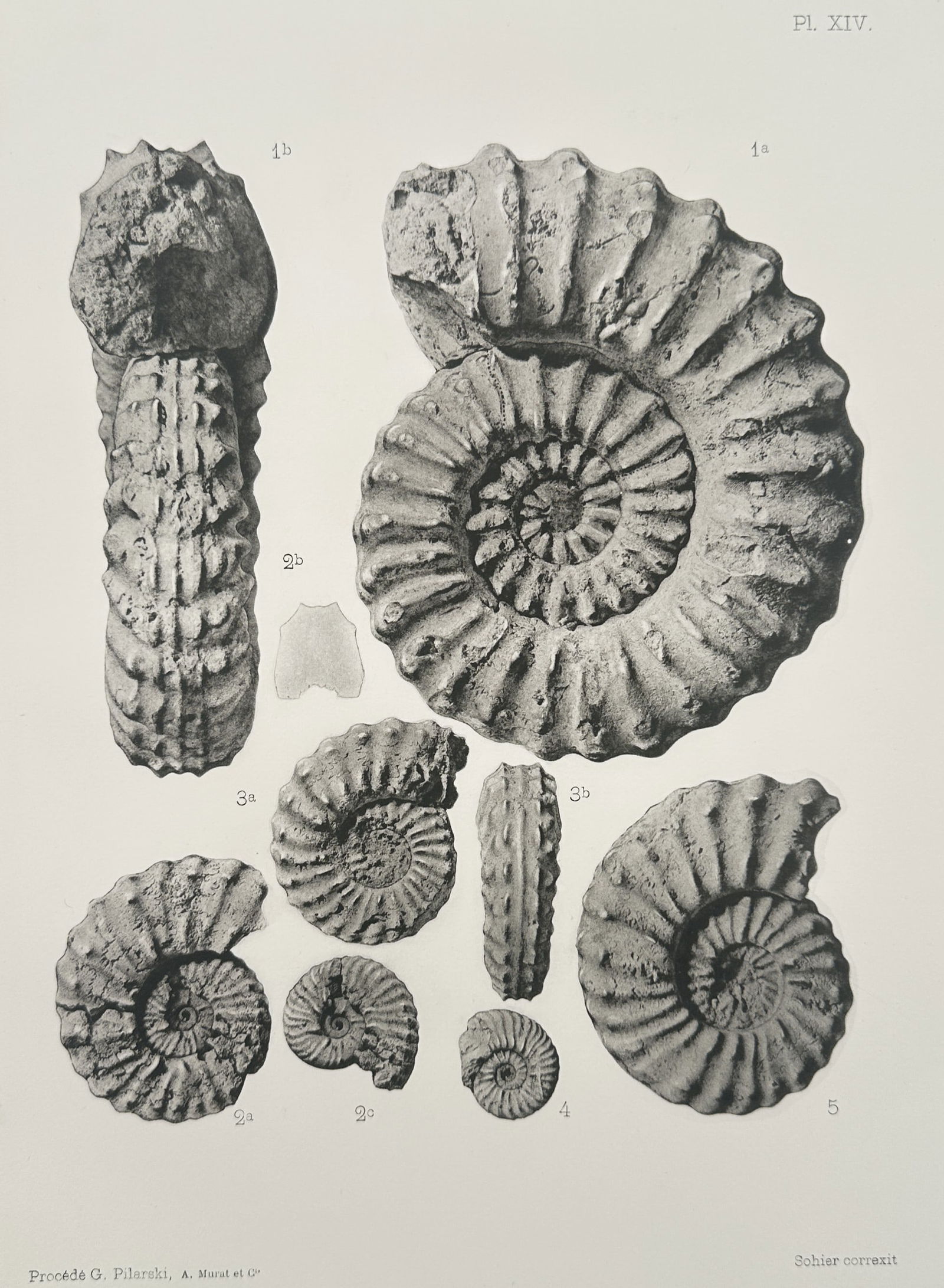 Albert de Grossouvre (1849–1932) – Paleontological Study of Schloenbachia Ammonites (1 of 2)