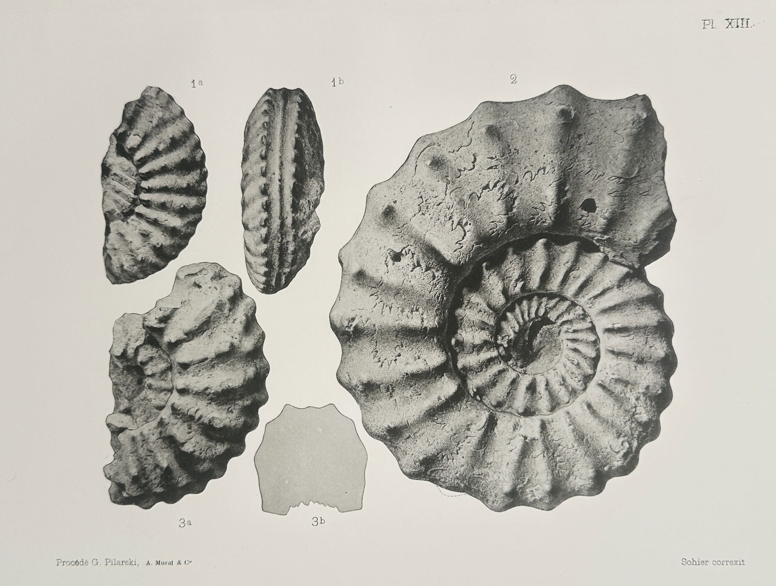Albert de Grossouvre (1849–1932) – Paleontological Study of Mortoniceras Ammonites (1 of 2)