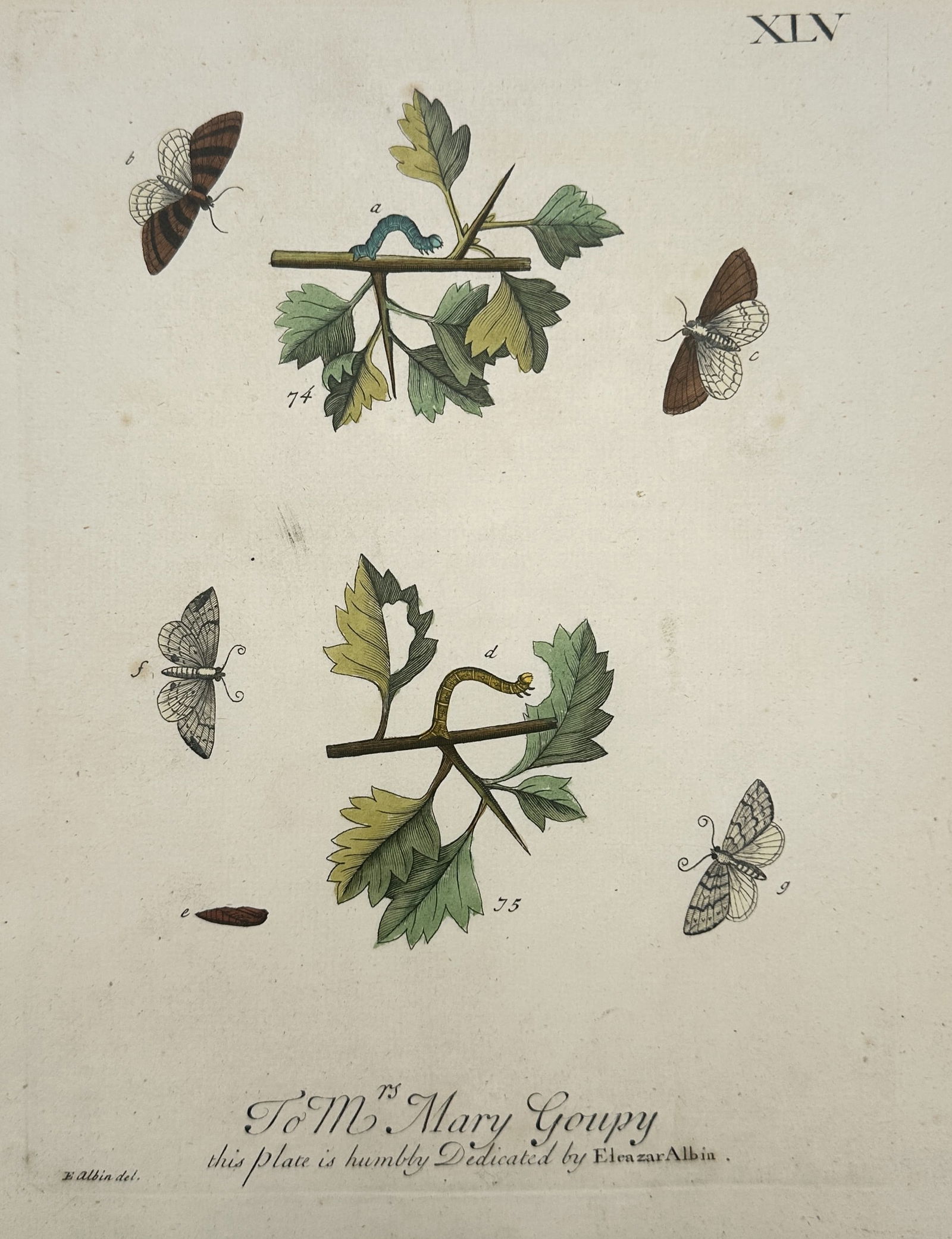 Eleazar Albin (1680–1742) – Entomological Study of Moths and Larvae – Hand-coloured (1 of 2)