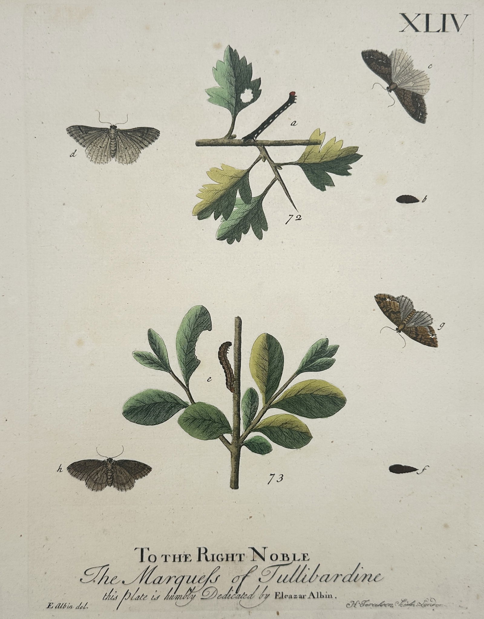 Eleazar Albin (1680–1742) – Entomological Study of Moths and Larvae – Hand-coloured (1 of 2)