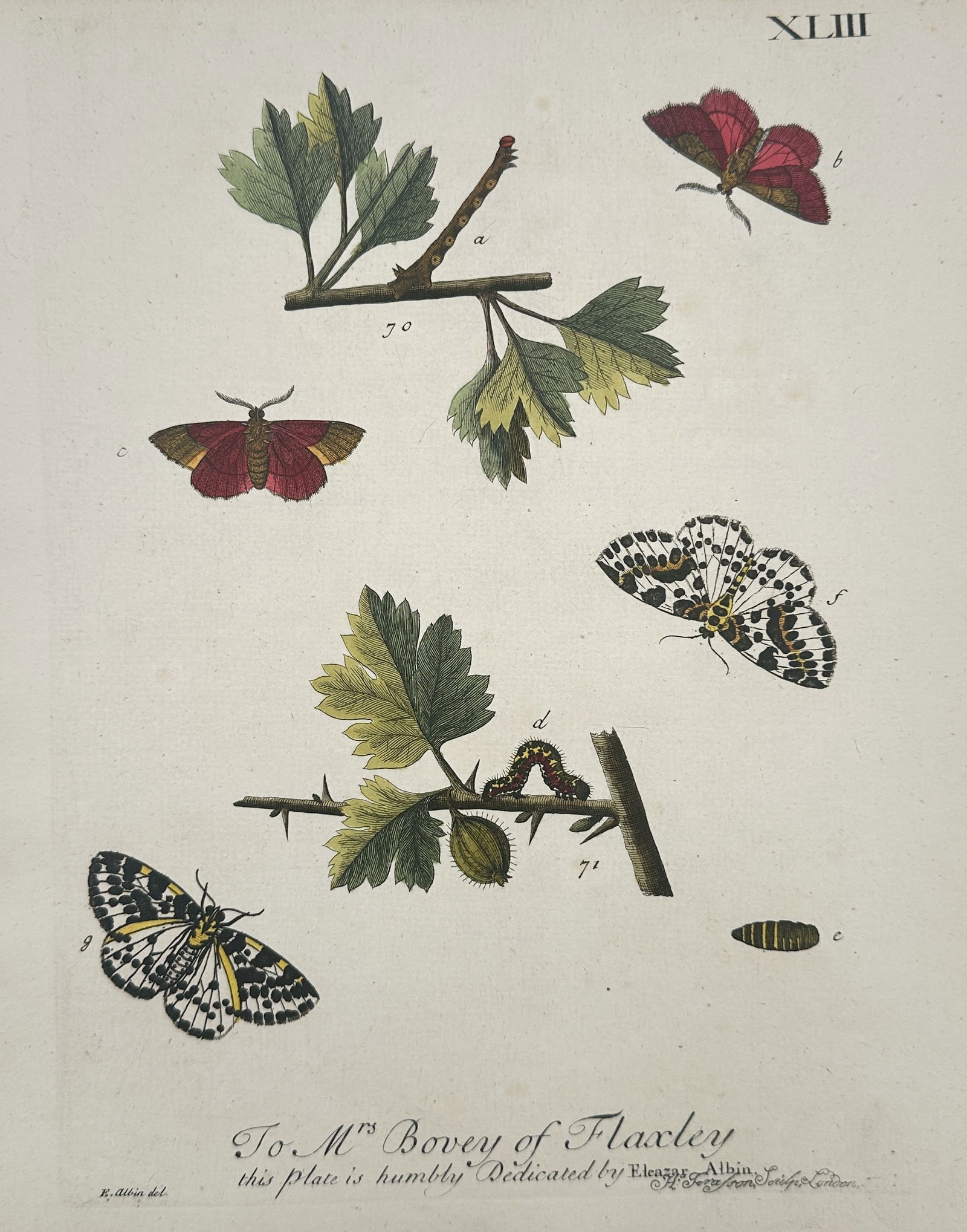 Eleazar Albin (1680–1742) – Entomological Study of Moths and Larvae – Hand-coloured (1 of 2)