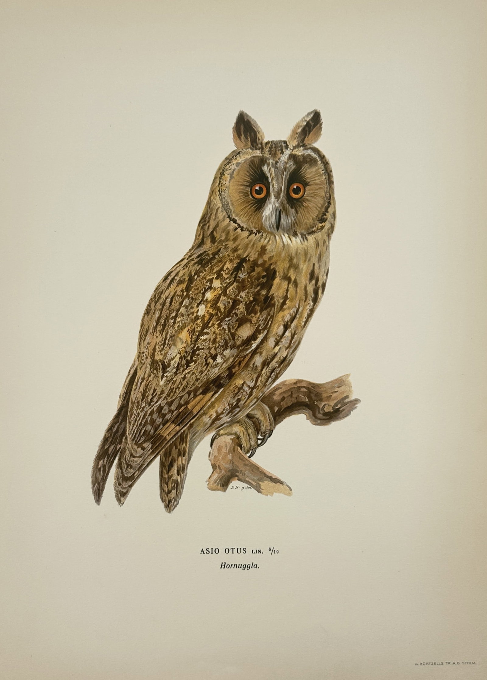 Magnus von Wright (1805–1867) – Long-eared Owl (Asio otus) – Chromolithograph: "Asio otus" presents a detailed ornithological study of a Long-eared Owl perched upon a rustic, leafless branch. The owl is depicted in a three-quarter view, showcasing its intricate mottled brown, bu