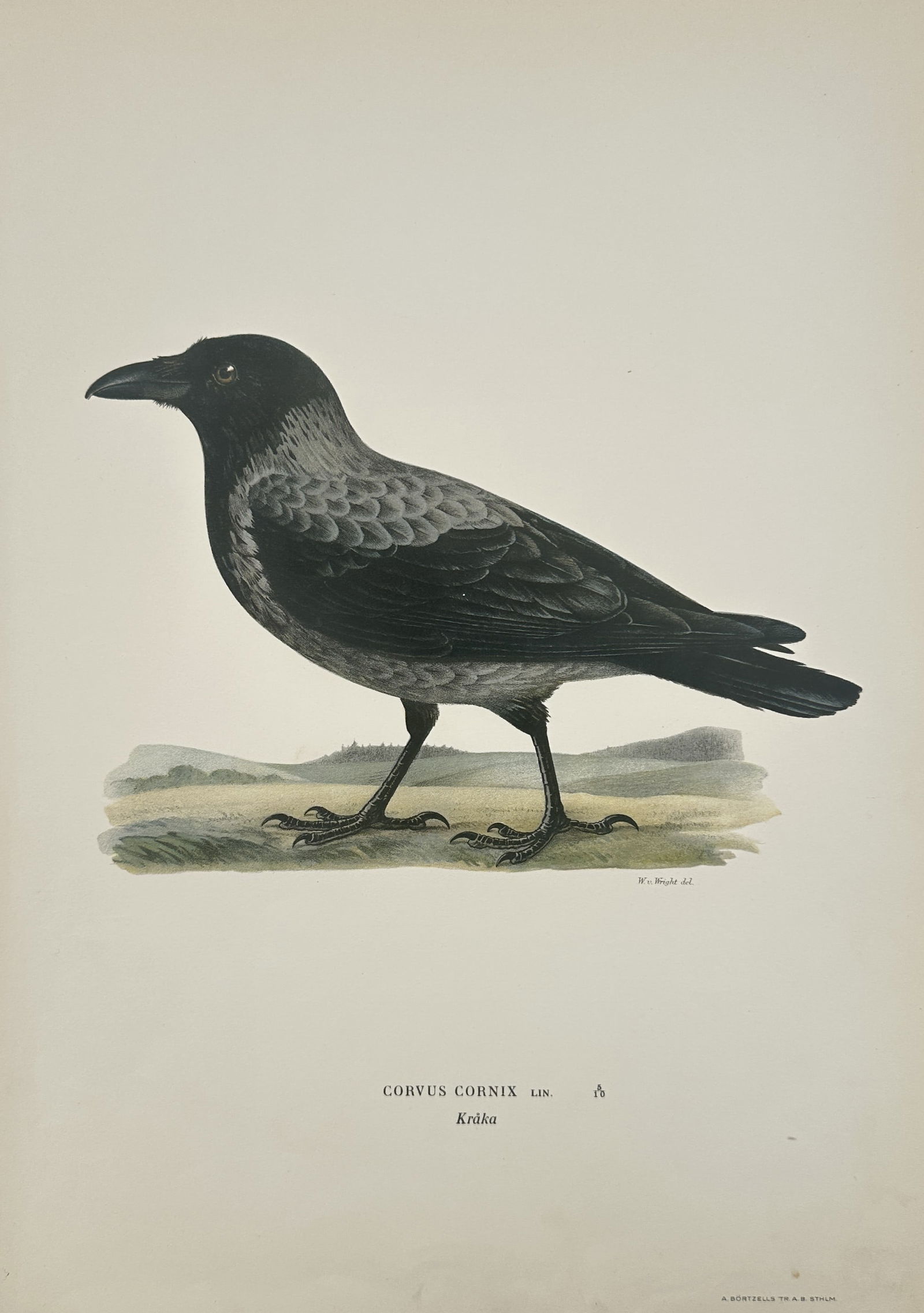 Magnus von Wright (1805–1867) – Hooded Crow (Corvus cornix) – Chromolithograph: "CORVUS CORNIX" presents a detailed ornithological study of a Hooded Crow standing on a patch of grassy earth. The bird is depicted in profile, showcasing its distinctive two-toned plumage, with a sol