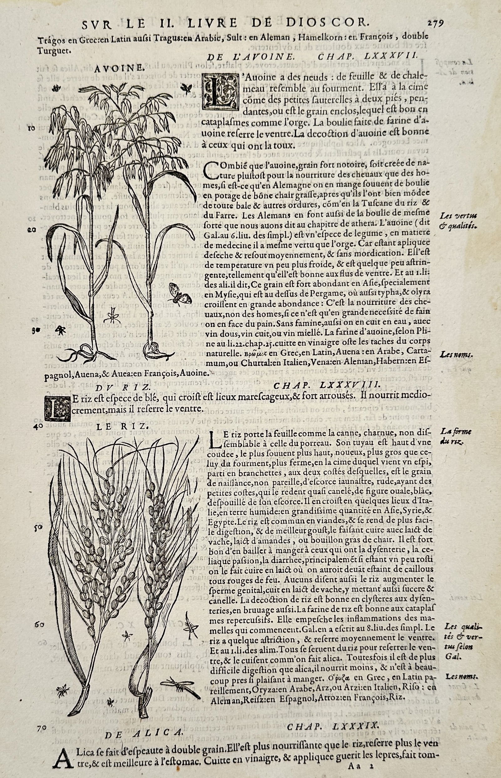 Pietro Andrea Mattioli (1501–1577) – Botanical Illustrations of Oats and Rice – Engraving (1 of 2)