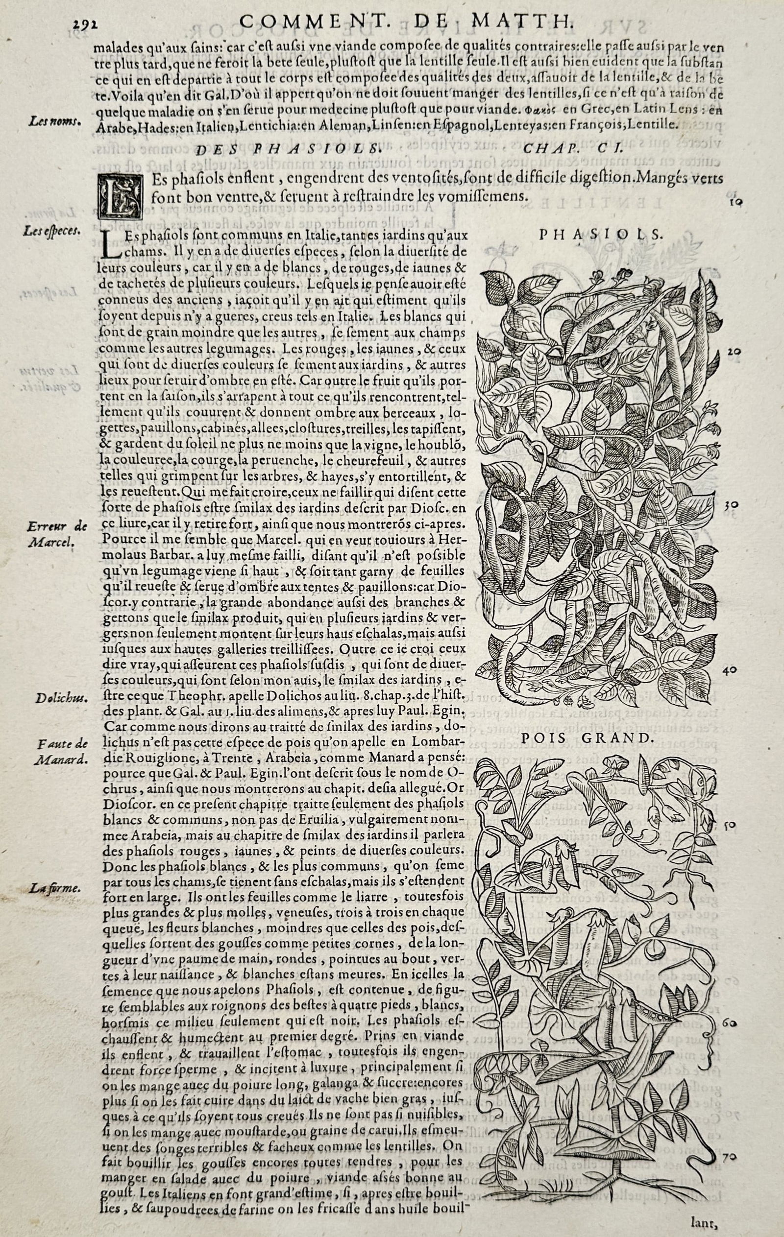 Pietro Andrea Mattioli (1501–1577) – Botanical Illustrations of Phaseolus and Large Peas – (1 of 2)