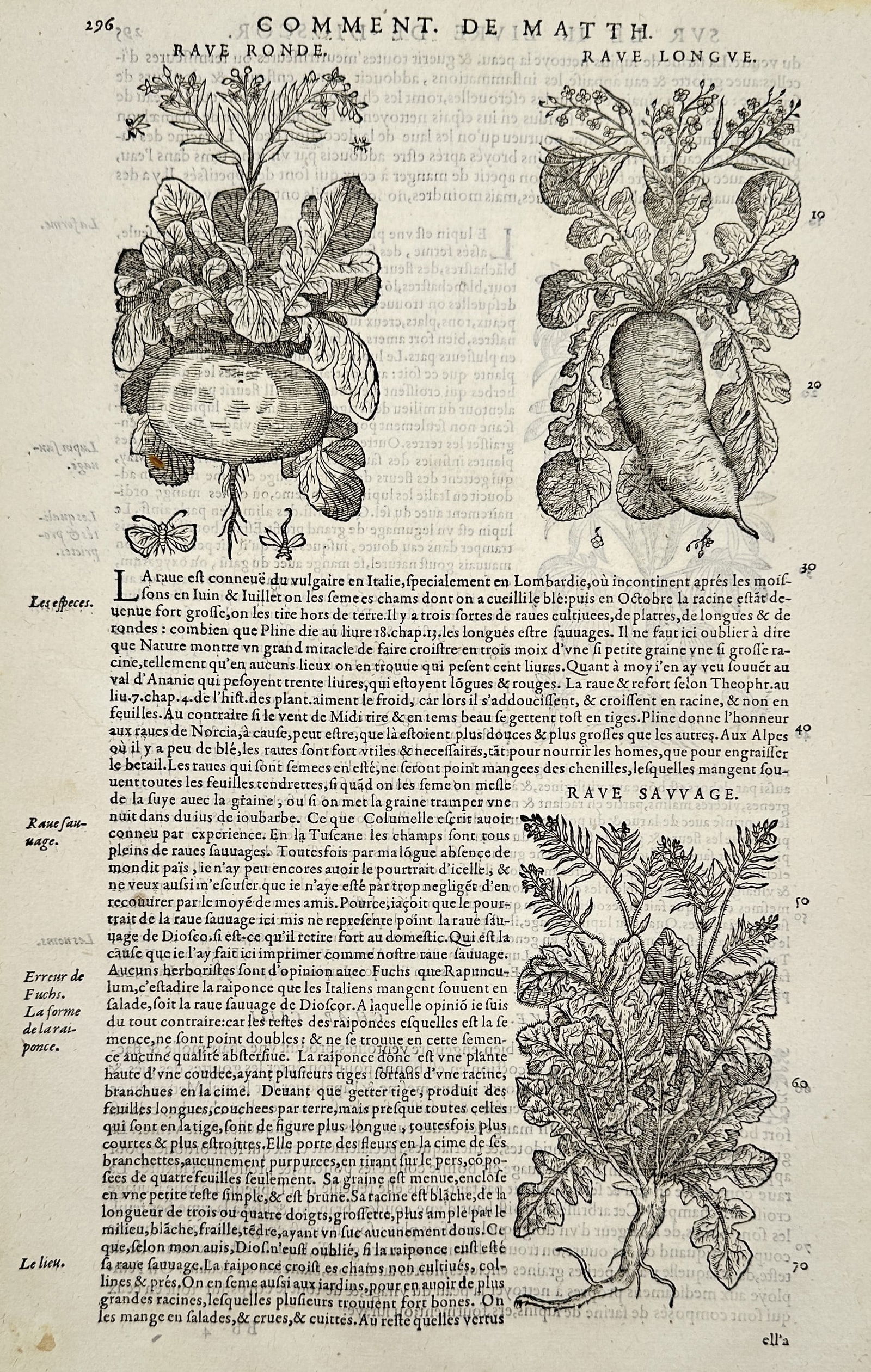 Pietro Andrea Mattioli (1501–1577) – Botanical Illustrations of Turnips – Engraving (16th: "Rave Ronde, Rave Longue, and Rave Sauvage" depicts woodcut illustrations of round, long, and wild turnip plants, accompanied by French text describing their specific cultivation, varieties, and agric