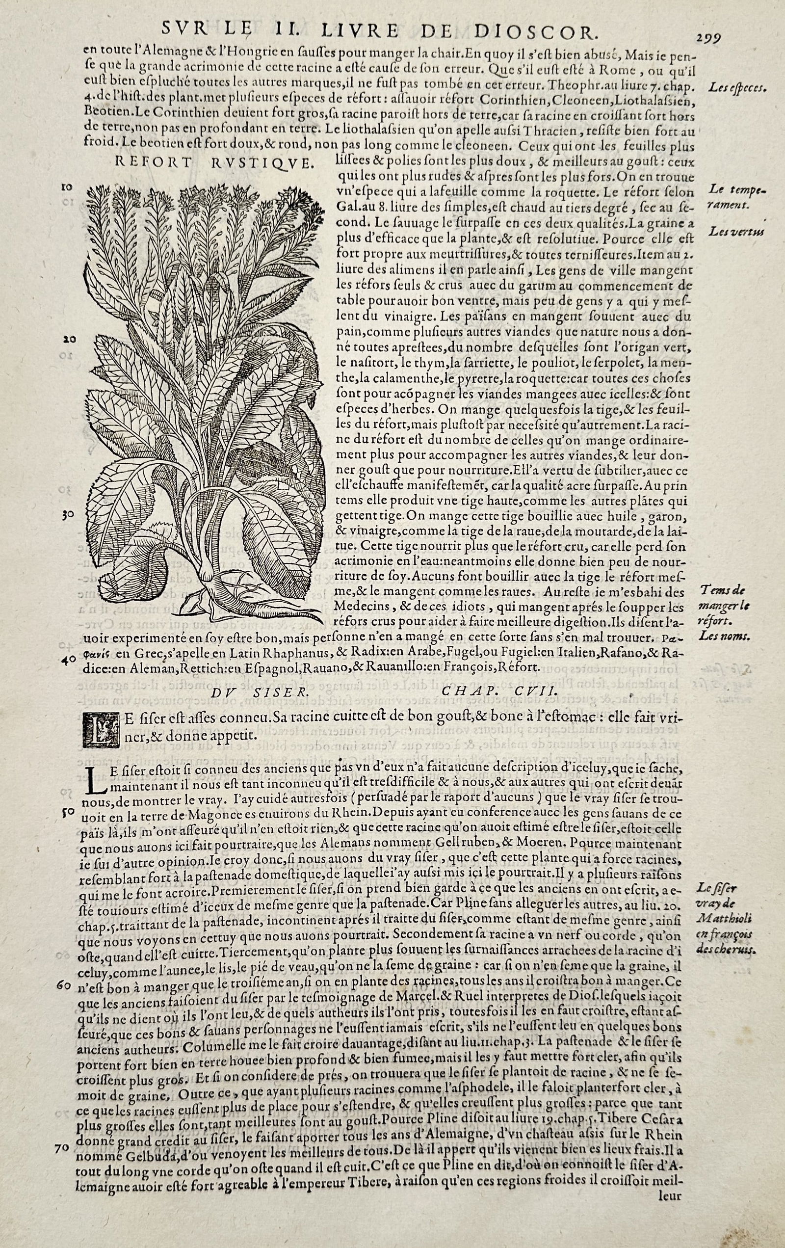 Pietro Andrea Mattioli (1501–1577) – Botanical Illustrations of Horseradish and Skirret – (1 of 2)