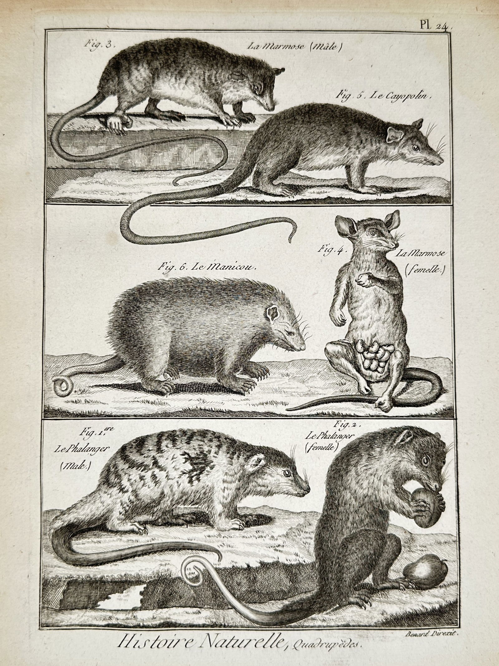 Robert Benard (18th Century) – Zoological Study of Marsupials – Engraving (18th Century): "Histoire Naturelle, Quadrupèdes" illustrates several marsupial species, including the marmosa, cayopolin, manicou, and phalanger, depicting their physical forms and anatomical details for scientific