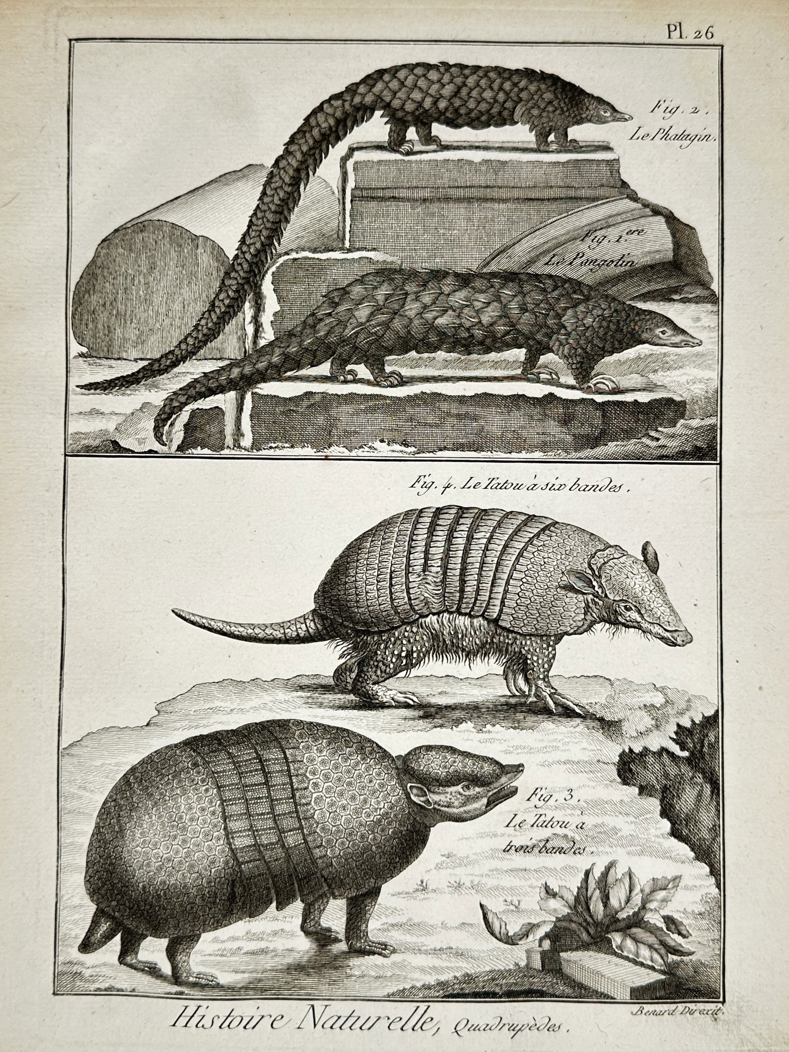 Robert Benard (18th Century) – Zoological Study of Pangolins and Armadillos – Engraving: "Histoire Naturelle, Quadrupèdes" depicts various species of pangolins and armadillos, specifically the phatagin, pangolin, six-banded armadillo, and three-banded armadillo, illustrating their distin