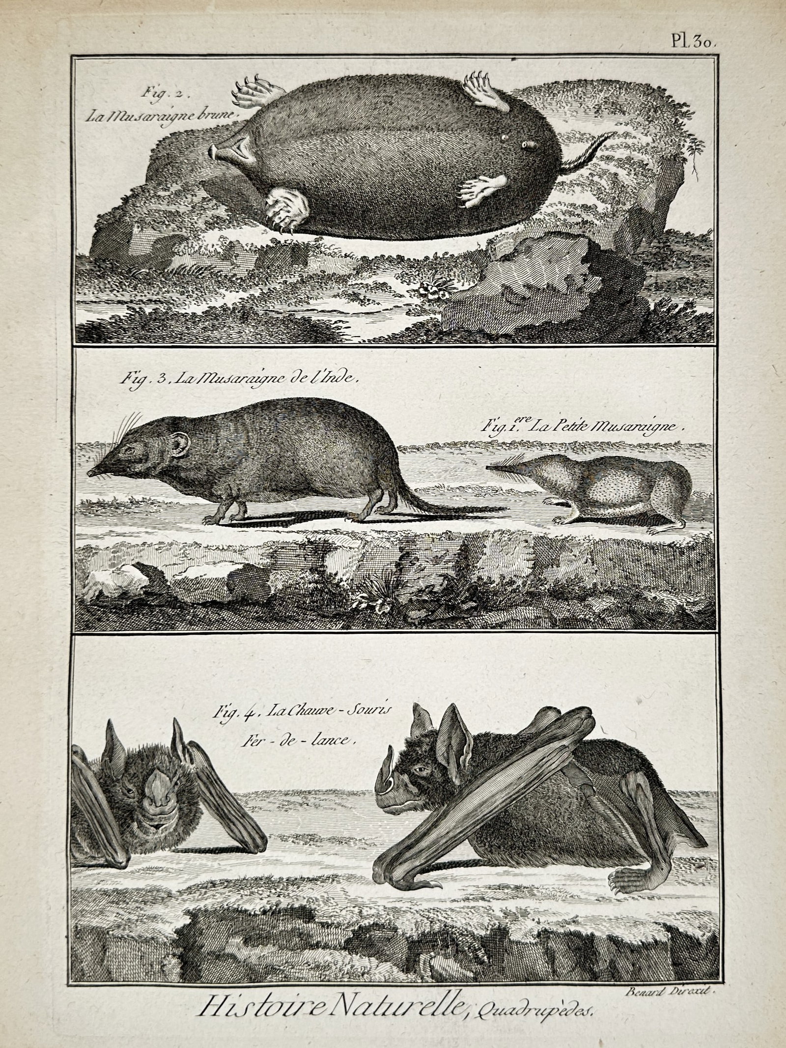 Robert Benard (18th Century) – Zoological Study of Shrews and Bats – Engraving (18th Century): Histoire Naturelle, Quadrupèdes illustrates the brown shrew, Indian shrew, small shrew, and spear-nosed bat, capturing their physical characteristics in a technical style for scientific documentation