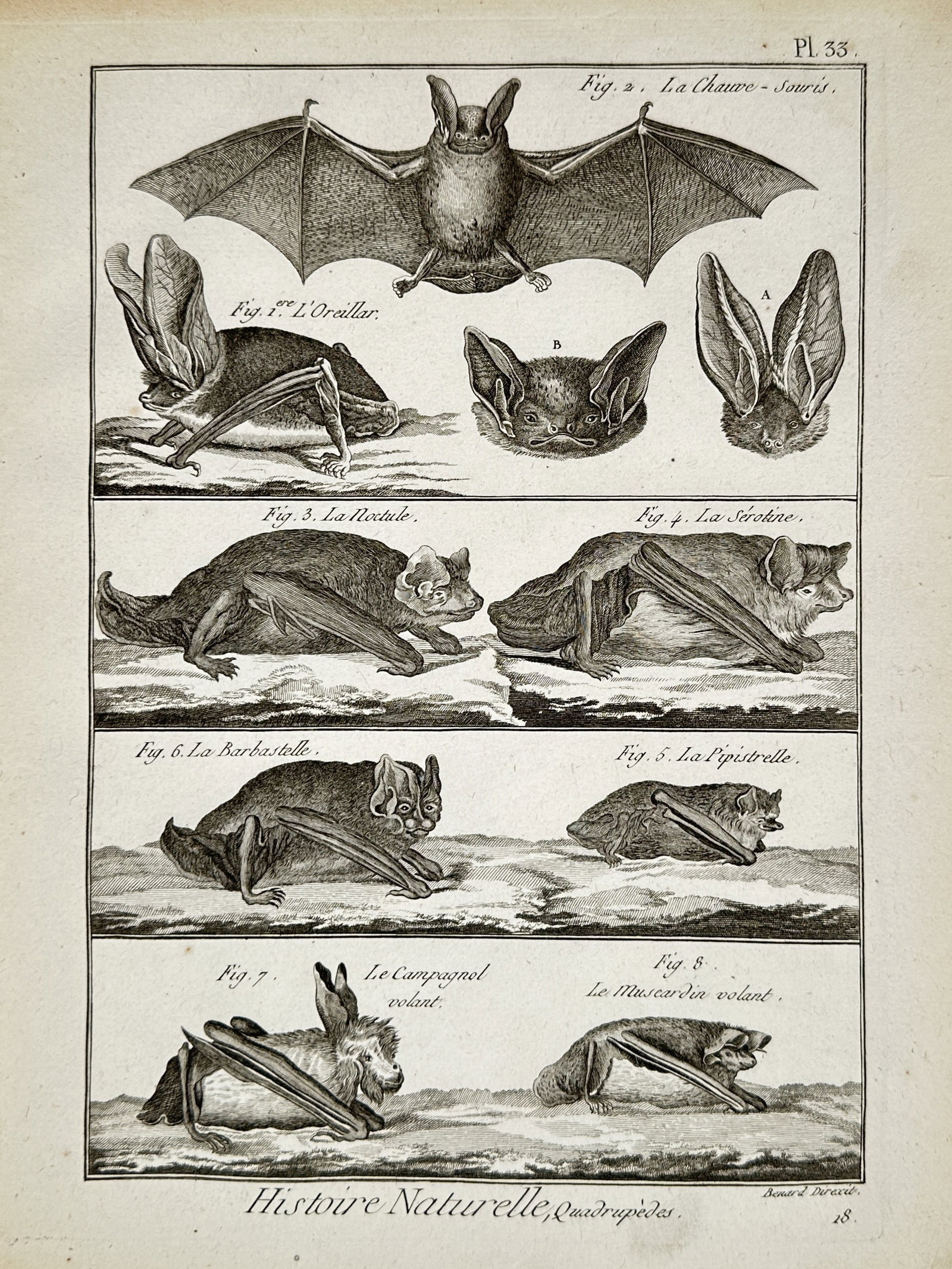 Robert Benard (18th Century) – Zoological Study of Bats and Small Mammals – Engraving: "Histoire Naturelle, Quadrupedes" depicts various species of bats and small mammals including the long-eared bat, noctule, serotine, barbastelle, pipistrelle, flying vole, and flying dormouse. This en