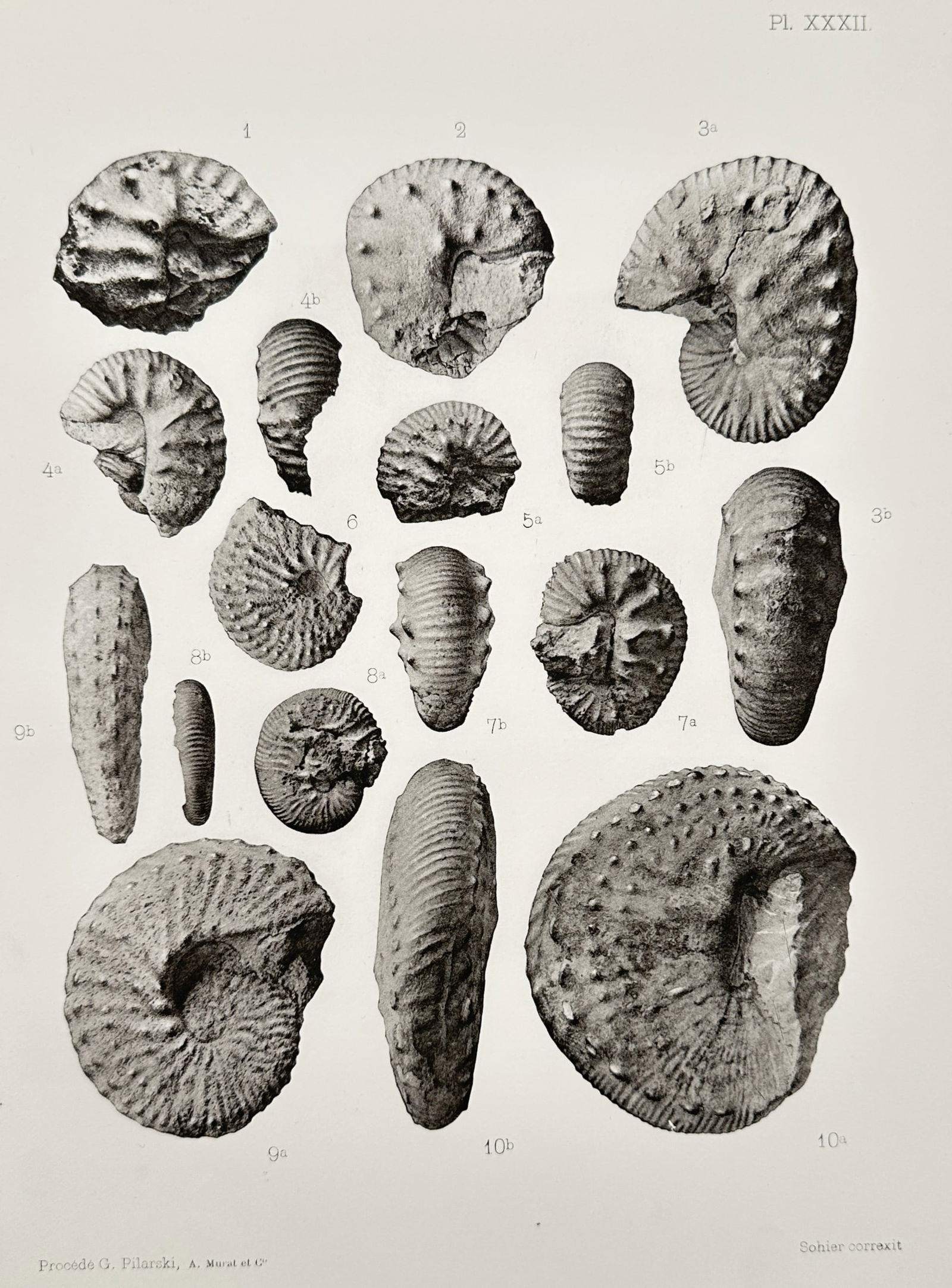 Albert de Grossouvre (1849-1932) – Paleontological Study of Ammonite Fossils – Lithograph (1894): Paleontological Study of Ammonite Fossils displays various fossilized ammonite specimens, illustrating differences in shell structure and ornamentation. This work is a scientific lithograph published