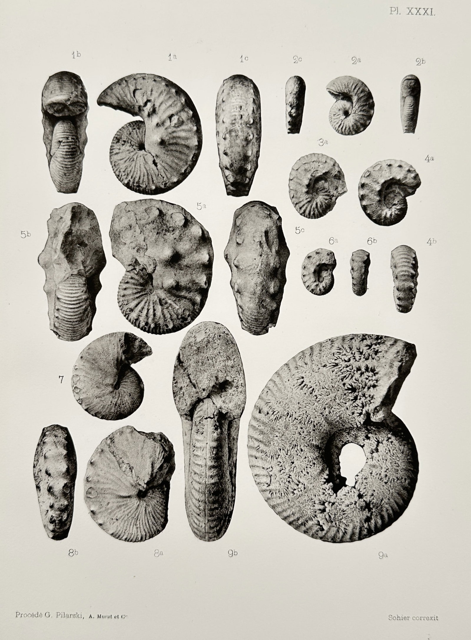 Albert de Grossouvre (1849–1932) – Paleontological Study of Ammonites – Lithograph (1894): "Pl. XXXI" displays various fossilized ammonite specimens labeled with scientific numbering, highlighting structural details and shell morphology. This lithograph originates from a scientific publicat