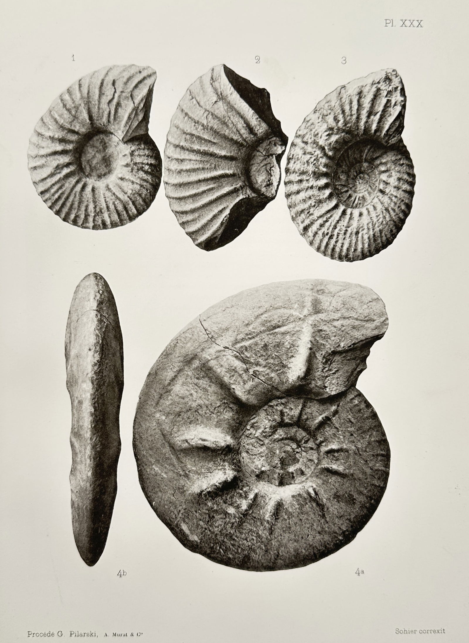 Albert de Grossouvre (1849–1932) – Paleontological Study of Ammonites – Lithograph (1894) (1 of 2)