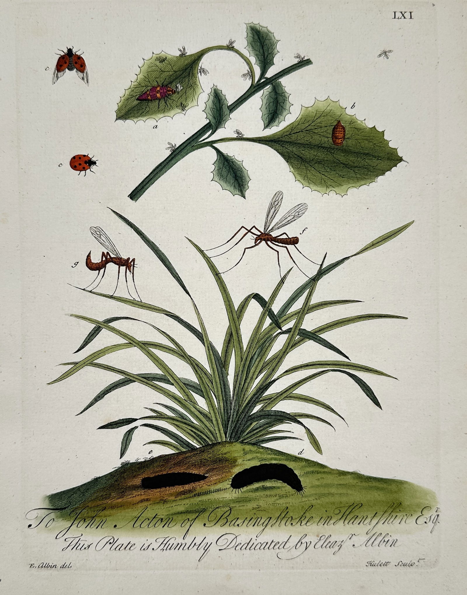 Eleazar Albin (active 1713–1759) – Study of Insects – Hand-coloured etching (1720) (1 of 2)
