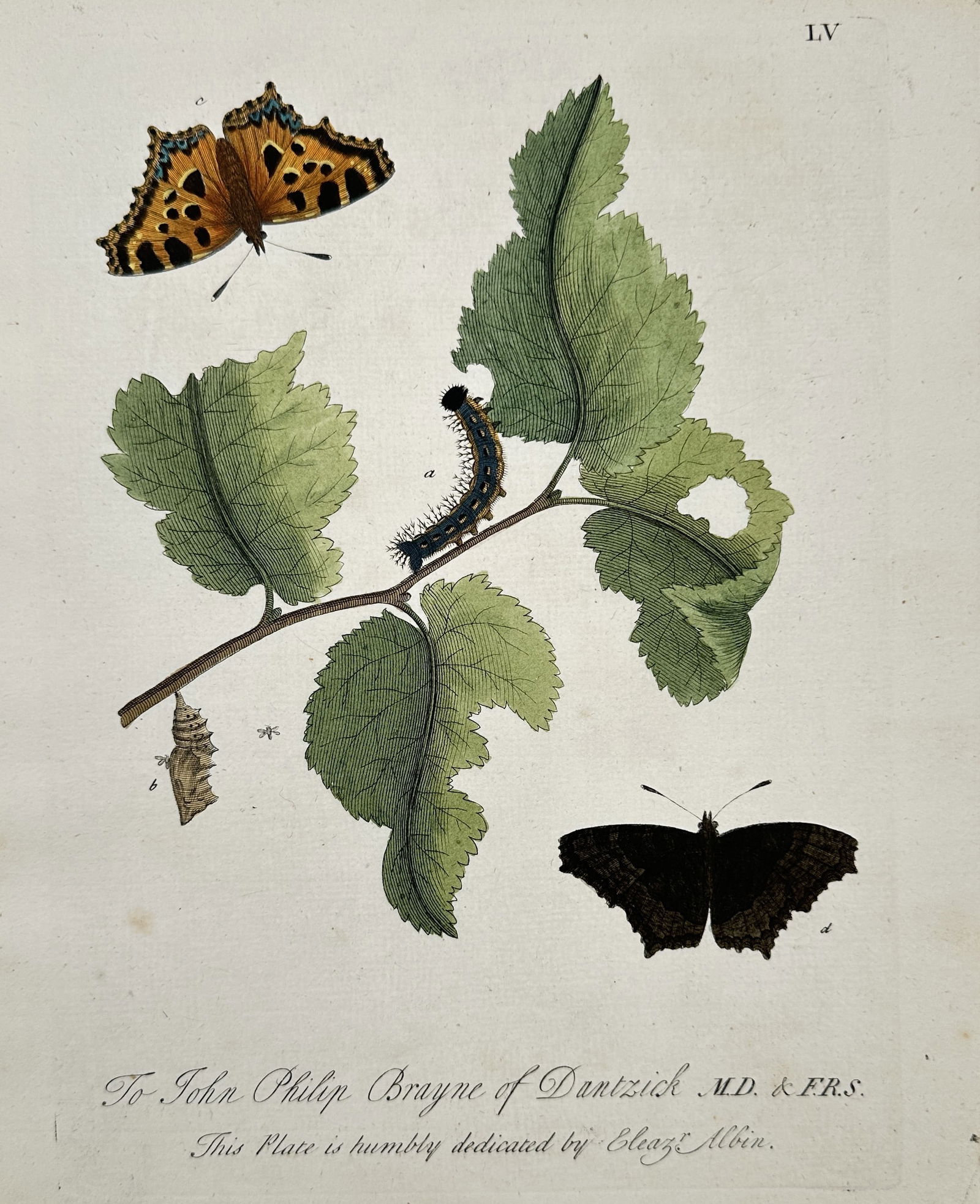 Eleazar Albin (active 1713–1759) – Study of Butterflies and Caterpillar – Hand-coloured (1 of 2)