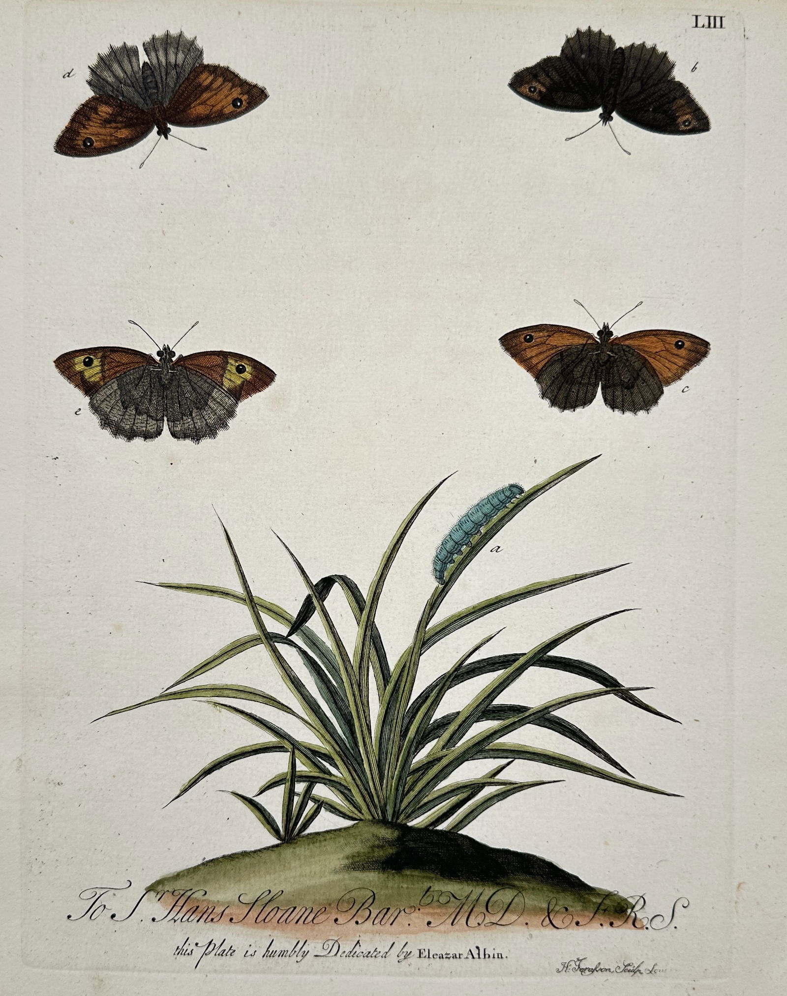 Eleazar Albin (active 1713–1759) – Study of Butterflies and Caterpillar – Hand-coloured (1 of 2)