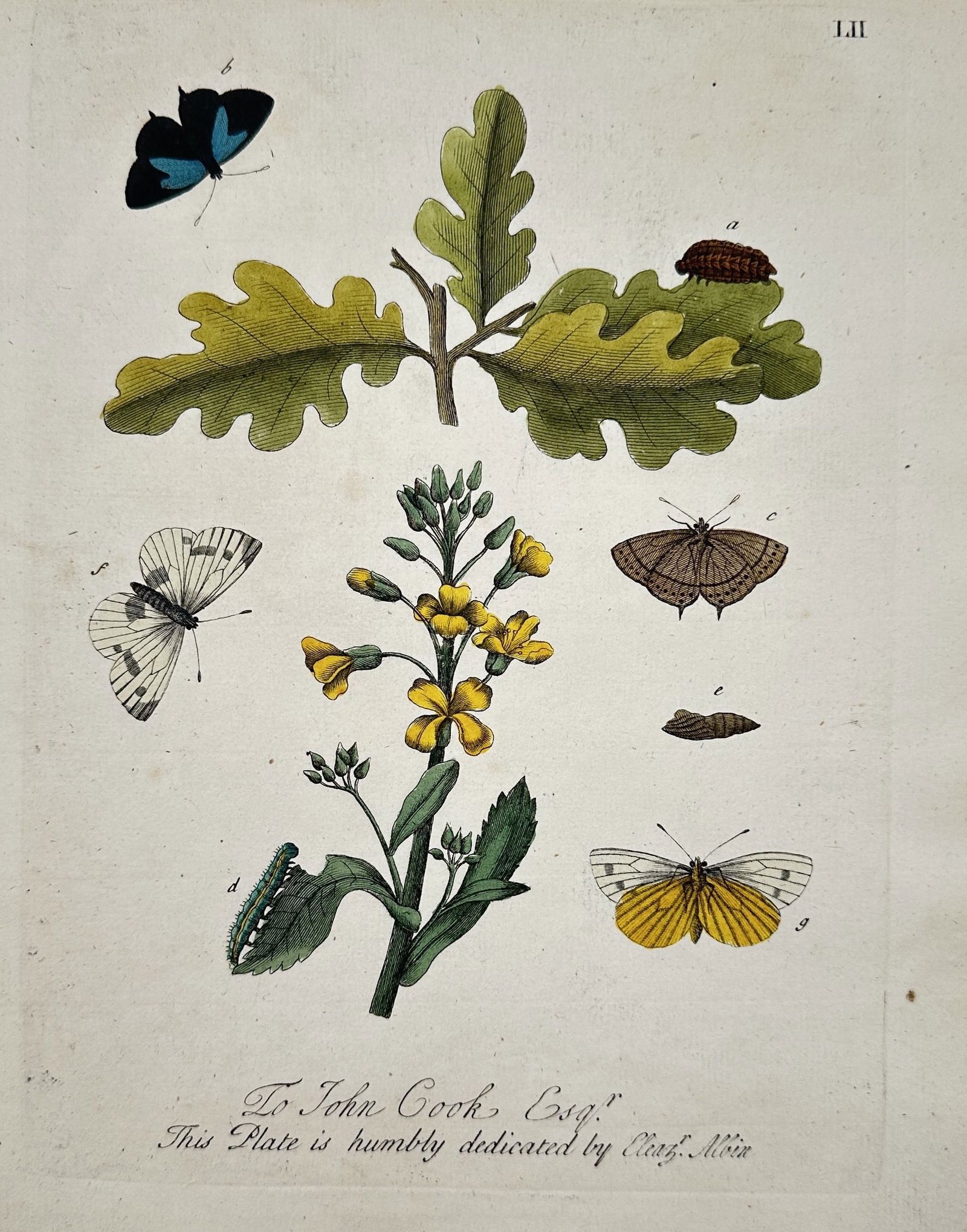Eleazar Albin (active 1713–1759) – Study of Butterflies and Caterpillar – Hand-coloured (1 of 2)