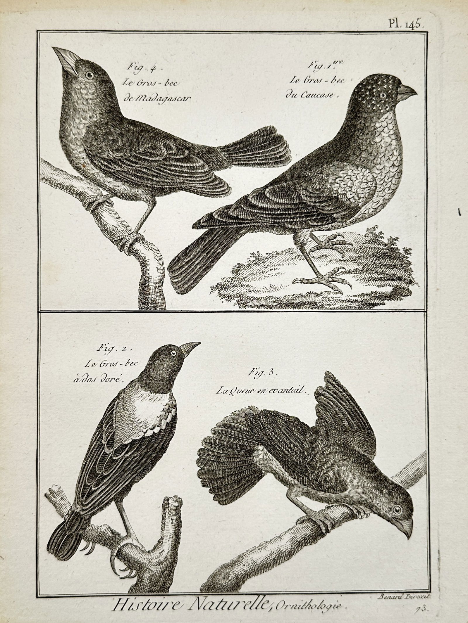 Robert Benard (1734-1785) – Study of Grosbeaks and Fan-tail – Engraving (18th Century): Histoire Naturelle, Ornithologie illustrates the Madagascar grosbeak, the Caucasian grosbeak, the golden-backed grosbeak, and the fan-tail bird perched on branches. This work is from the Histoire Natu