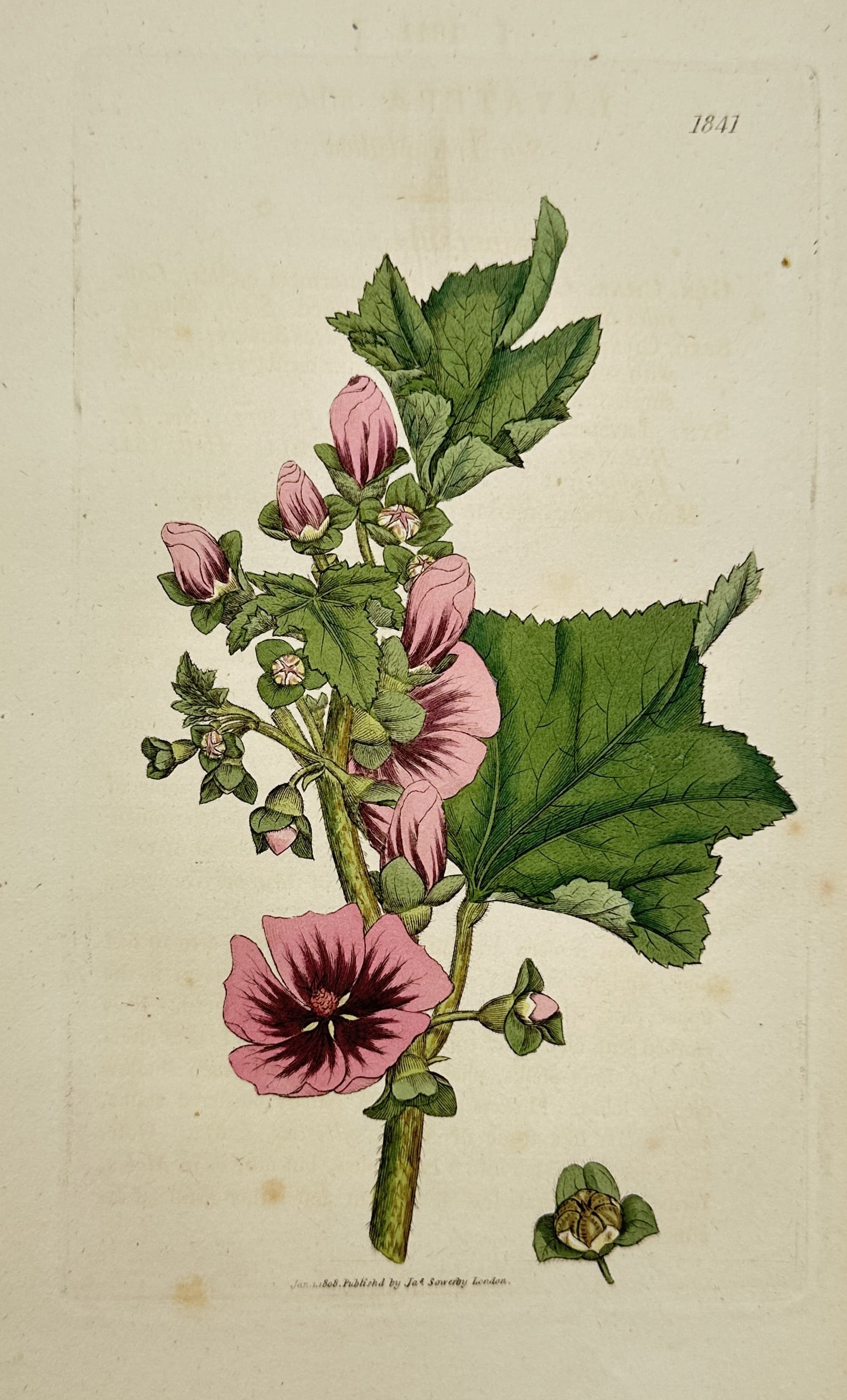 James Sowerby (1757-1822) – Botanical Illustration of Malva sylvestris: Malva sylvestris displays a botanical study of the common mallow, including foliage, buds, and flowering structures. This engraving originates from the series English Botany, published in London. Jame
