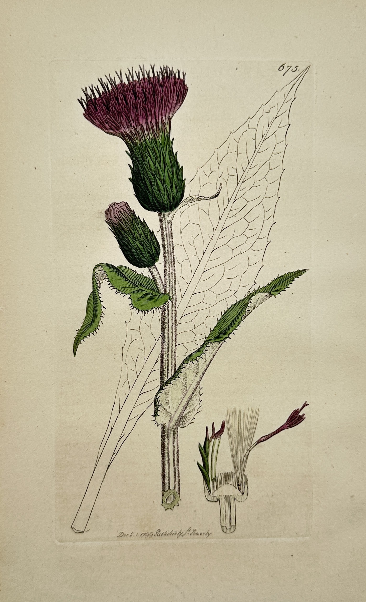 James Sowerby (1757-1822) – Botanical Illustration of Carduus nutans: Carduus nutans displays a botanical study of the musk thistle, depicting its purple flower head, thorny leaves, and structural floral components. This engraving originates from the series English Bota