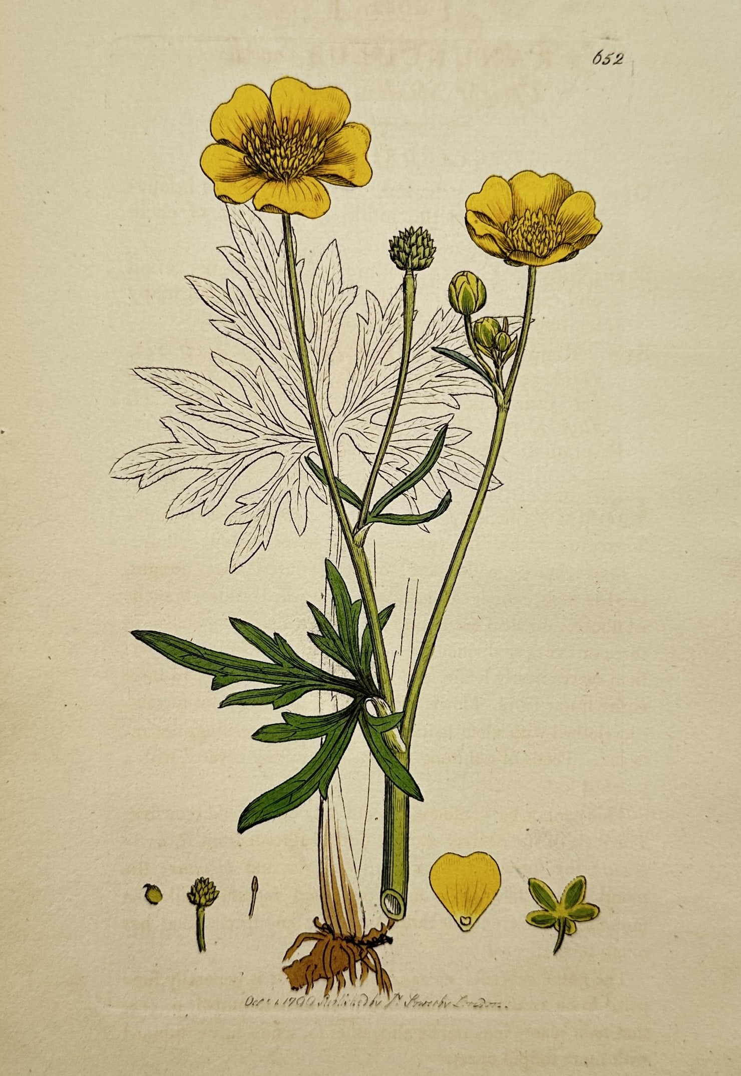 James Sowerby (1757-1822) – Botanical Illustration of Ranunculus bulbosus: Ranunculus bulbosus features a botanical study of the bulbous buttercup, depicting its bright yellow blossoms, green leaves, and root structure. This hand-coloured copper engraving originates from the