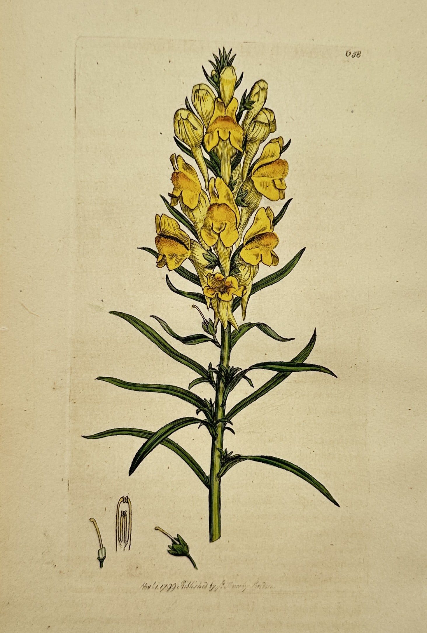 James Sowerby (1757-1822) – Botanical Illustration of Antirrhinum linaria: Antirrhinum linaria, also known as common toadflax, displays a botanical study of the plant’s vertical yellow inflorescence, slender foliage, and detailed reproductive structures. This hand-coloured