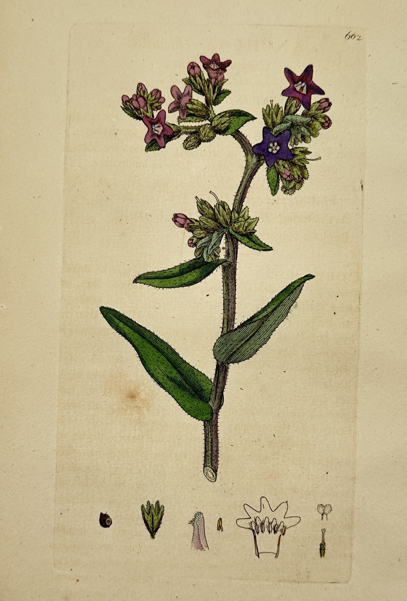 James Sowerby (1757-1822) – Botanical Illustration of Lithospermum officinale: Lithospermum officinale, known as common gromwell, displays a botanical study of the plant’s small star-shaped blossoms, lanceolate leaves, and detailed structural components. This hand-coloured cop