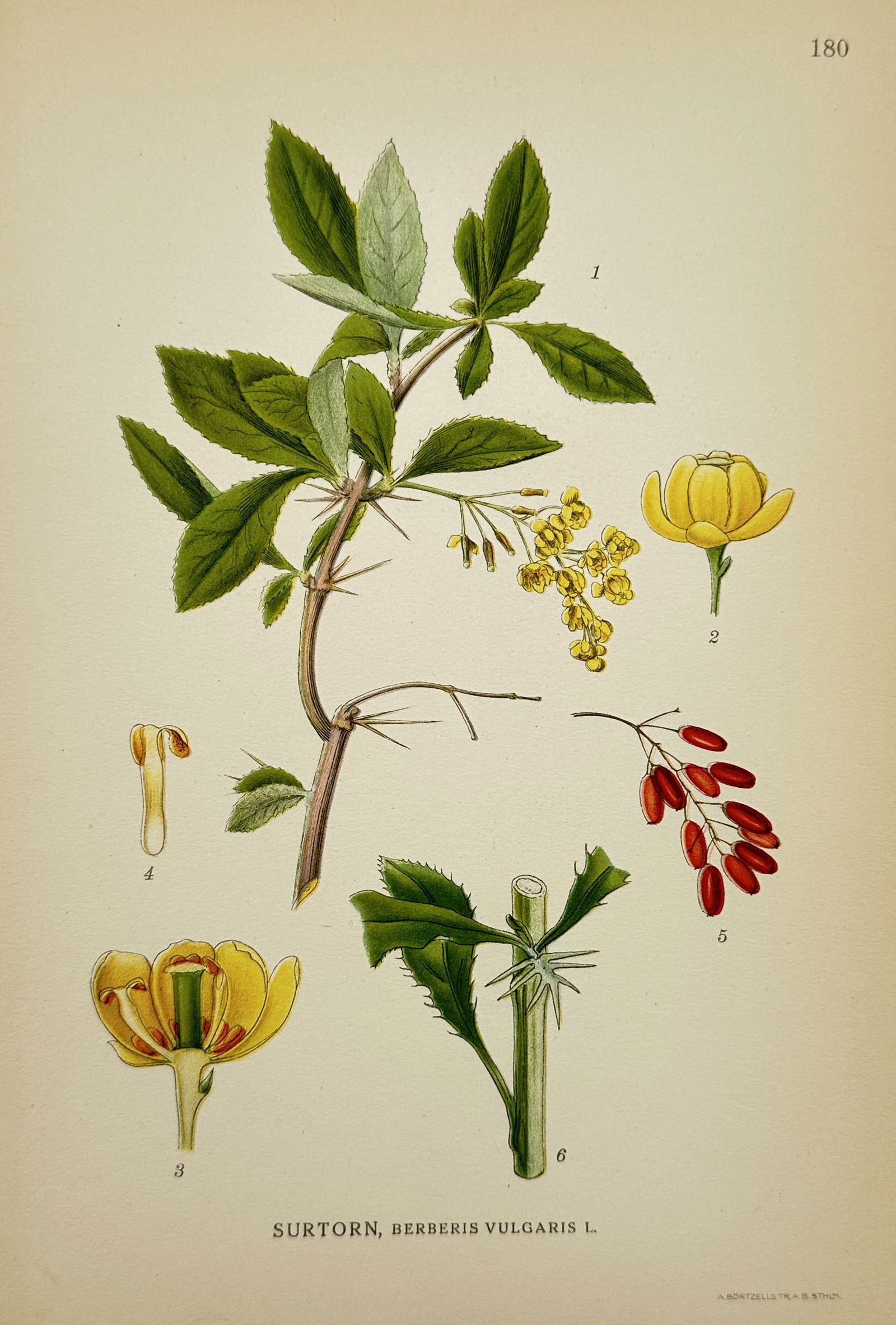 Carl Lindman (1856–1928) – Botanical Illustration of Berberis vulgaris – Lithograph: "Surtorn, Berberis vulgaris L." depicts a botanical study of the common barberry, including leaves, thorns, yellow flowers, and red berries. This lithograph originates from the publication Bilder ur N