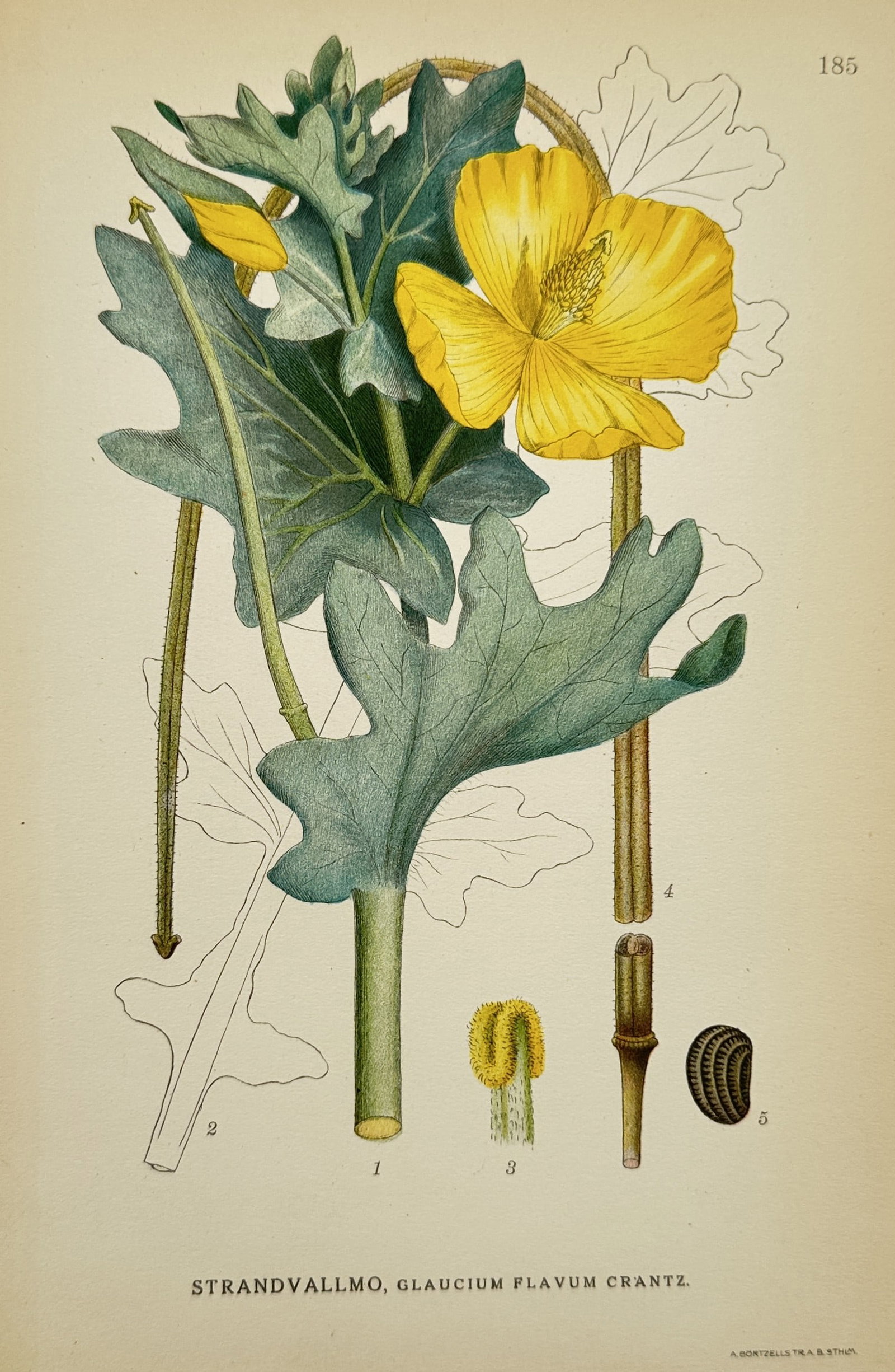 Carl Lindman (1856–1928) – Botanical Illustration of Glaucium flavum – Lithograph: "Strandvallmo, Glaucium flavum Crantz." displays a botanical study of the yellow horned poppy, depicting its bright yellow blossoms, glaucous lobed leaves, and long seed pod structure. This lithograph