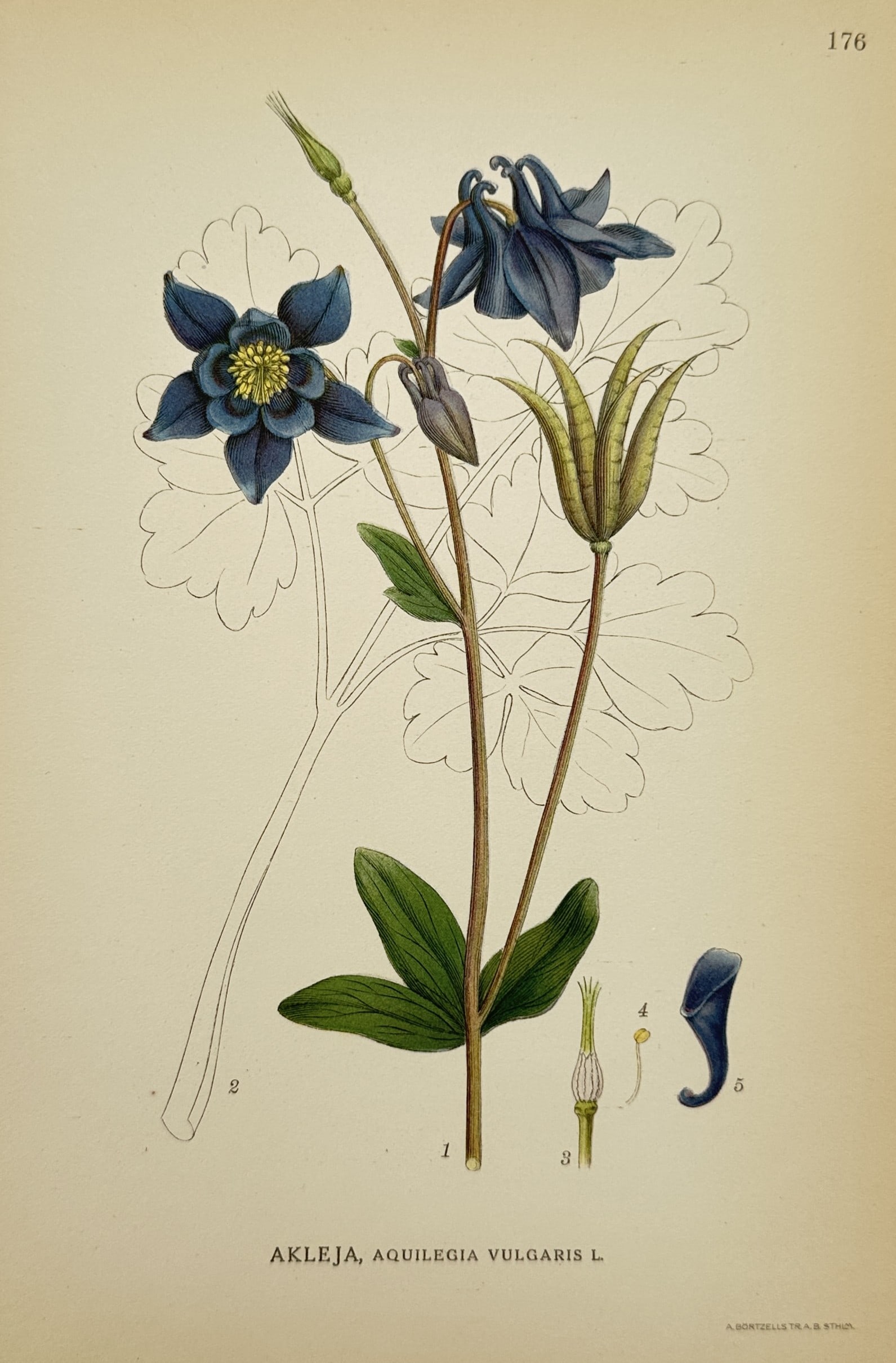 Carl Lindman (1856-1928) - Botanical Illustration of Aquilegia vulgaris - Lithograph (1917-1926): "Akleja, Aquilegia vulgaris L." shows a botanical study of the common columbine, detailing its dark blue flowers, compound leaves, and seed pods. This lithograph originates from the publication Bilder