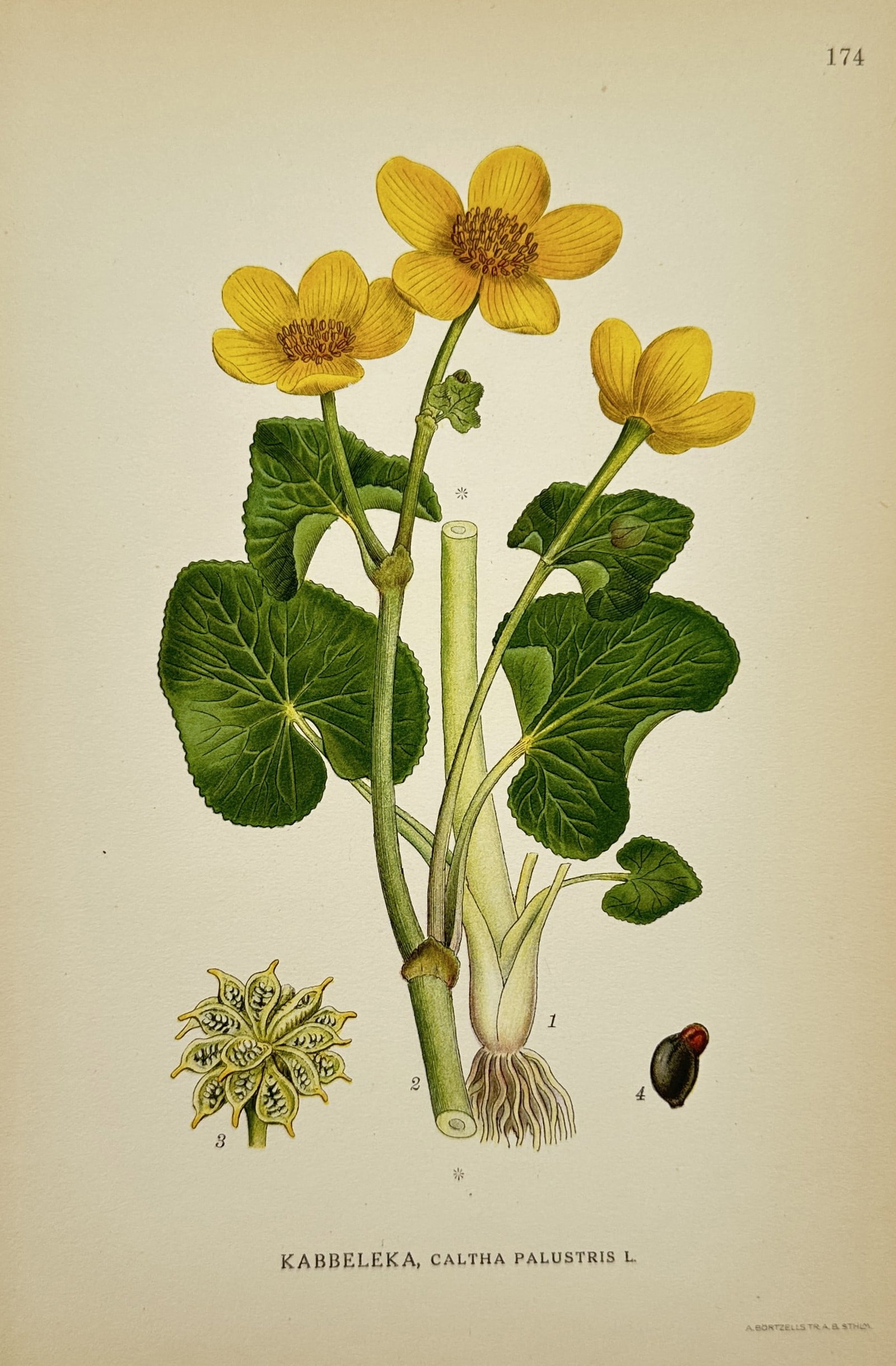 Carl Lindman (1856–1928) – Botanical Illustration of Caltha palustris – Lithograph: "Kabbeleka, Caltha palustris L." depicts a botanical study of the marsh marigold, showcasing its bright yellow flowers, rounded heart-shaped leaves, fibrous root system, and distinct seed carpels. Thi