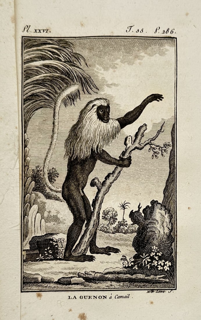 Georges-Louis Leclerc, Comte de Buffon – Portrait of a Monkey – Engraving (18th Century): "La Guenon à Camail" depicts a monkey standing and holding a branch within a landscape. The engraving originates from a natural history publication produced in Paris during the eighteenth century. Ge