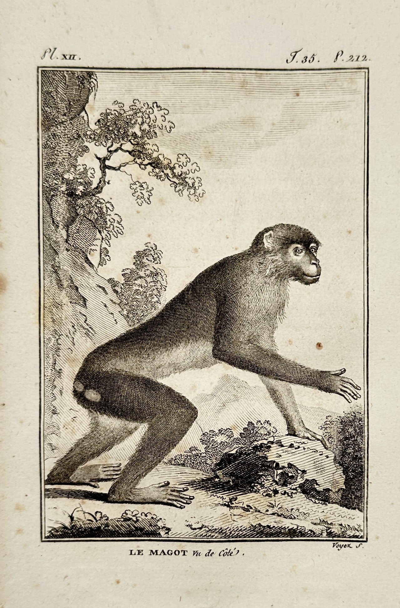 Georges-Louis Leclerc, Comte de Buffon – Portrait of a Barbary Macaque – Engraving (18th: "Le Magot Vu de Côté" depicts a Barbary Macaque in a profile stance, positioned within a natural landscape featuring a rocky cliff and a tree in the background. It is a work from a monumental natura