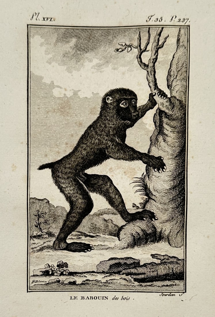 Georges-Louis Leclerc, Comte de Buffon – Portrait of a Baboon – Engraving (18th Century) (1 of 2)