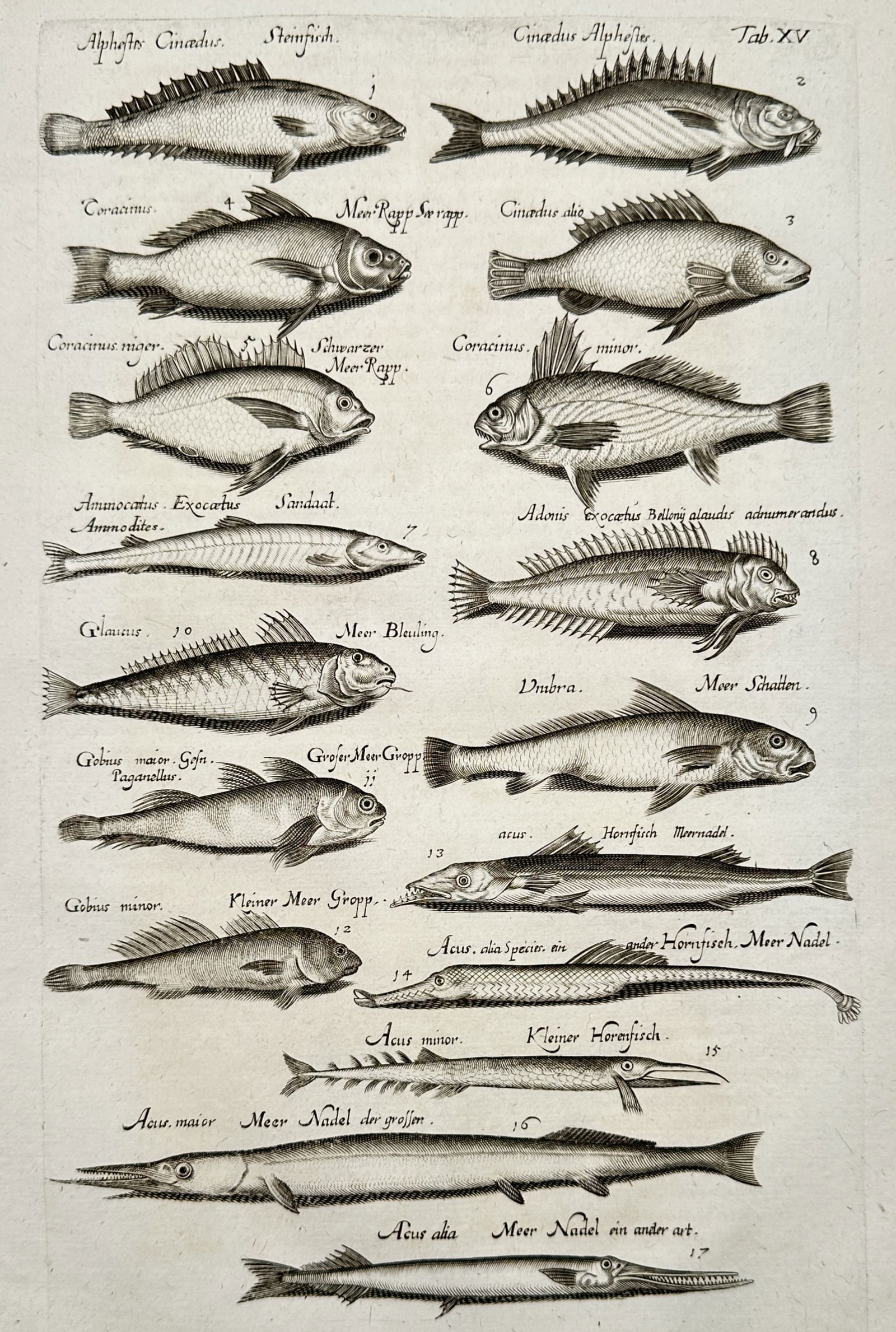 Johannes Jonstonus (1603-1675) – Study of various fish species – Engraving (17th Century) (1 of 2)