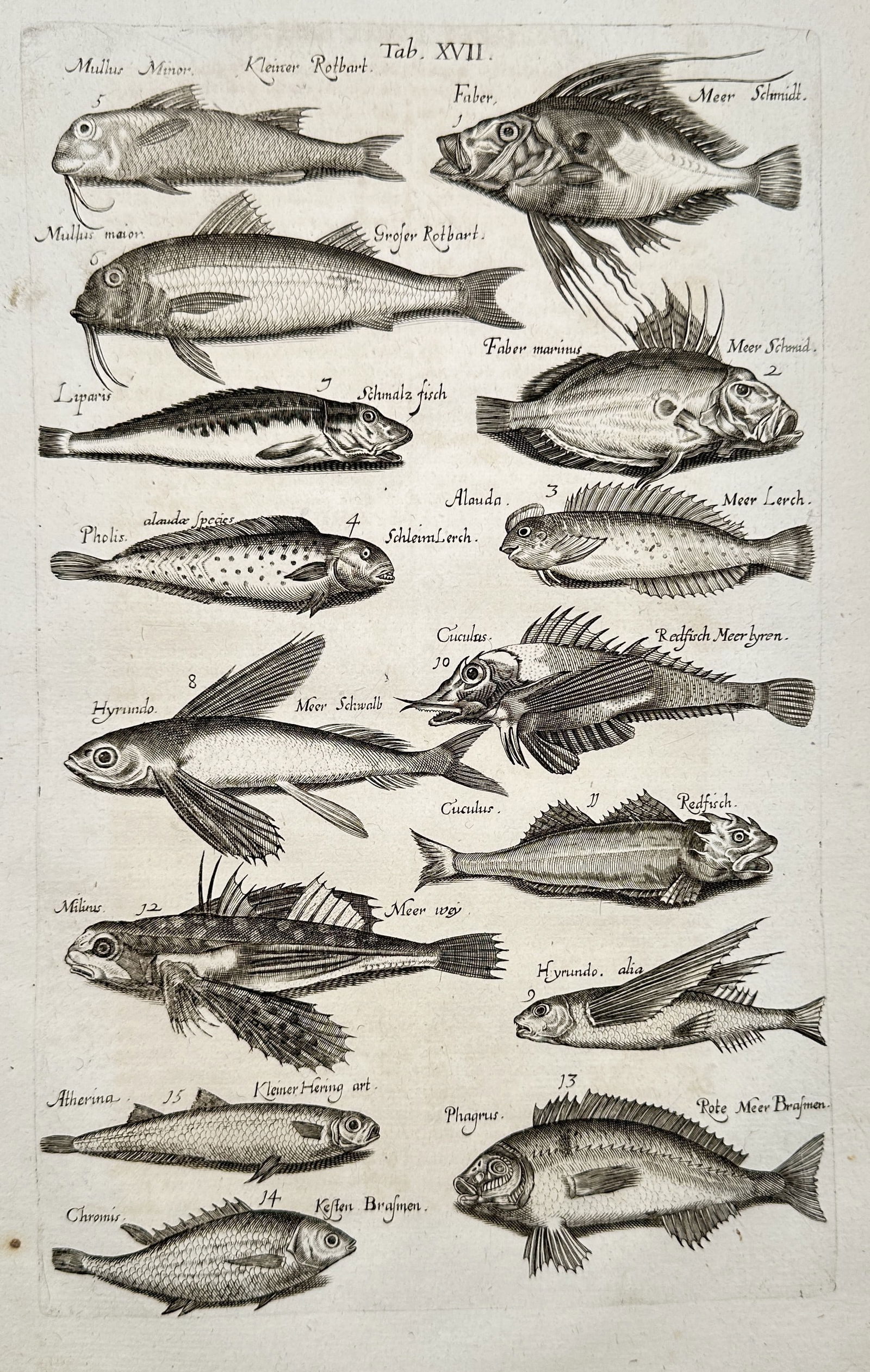 Johannes Jonstonus (1603-1675) – Study of marine fish species – Engraving (17th Century): "Study of various fish species" illustrates several distinct marine fish, including representatives such as Mullus, Faber, and Hirundo, arranged for scientific observation. This engraving originates f