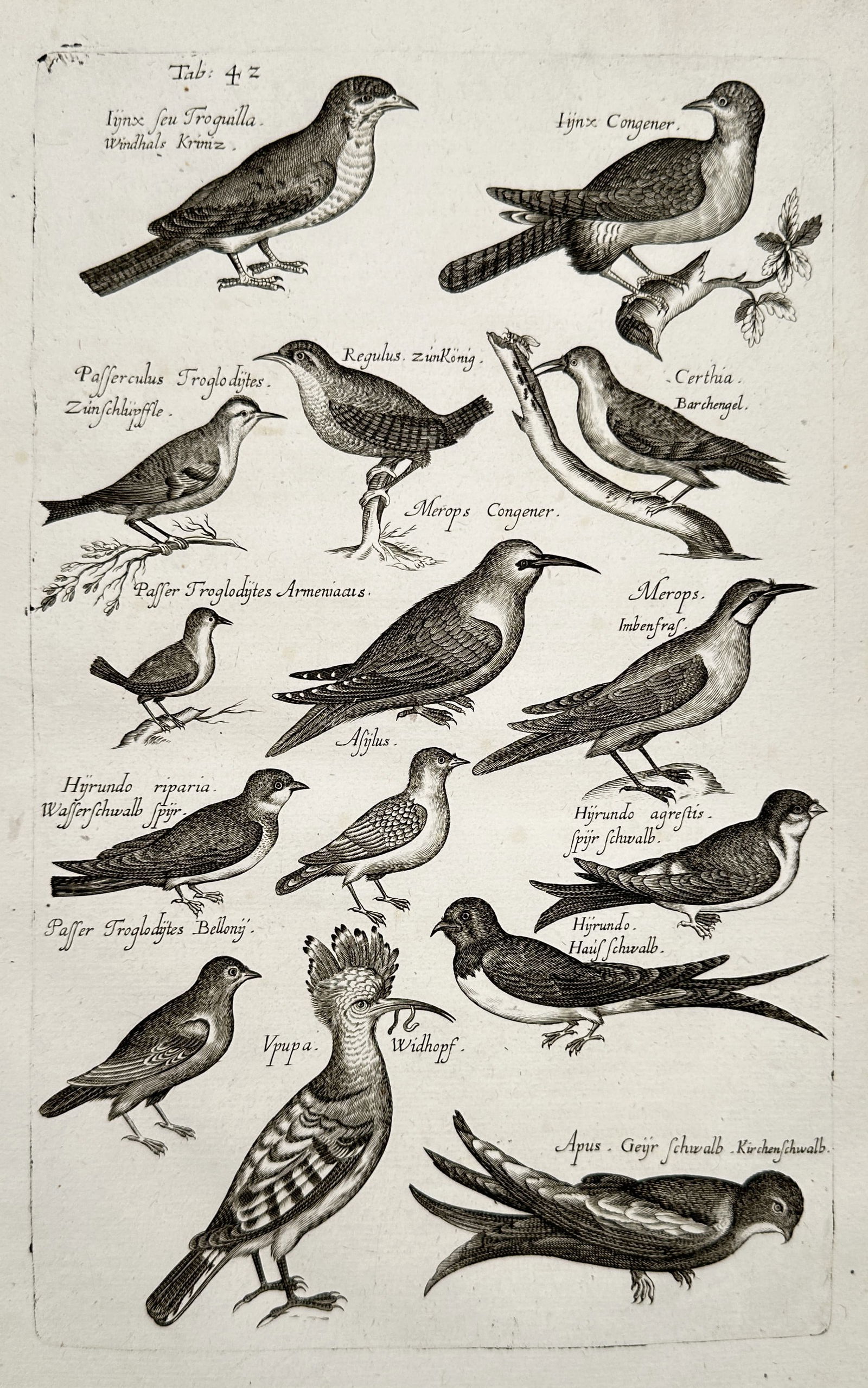 Johannes Jonstonus (1603-1675) – Study of various bird species – Engraving (17th Century): "Study of various bird species" depicts a scientific classification of diverse birds including Trogulla, Regulus, Certhia, Merops, Hirundo, and Vpupa. The engraving originates from a comprehensive sev