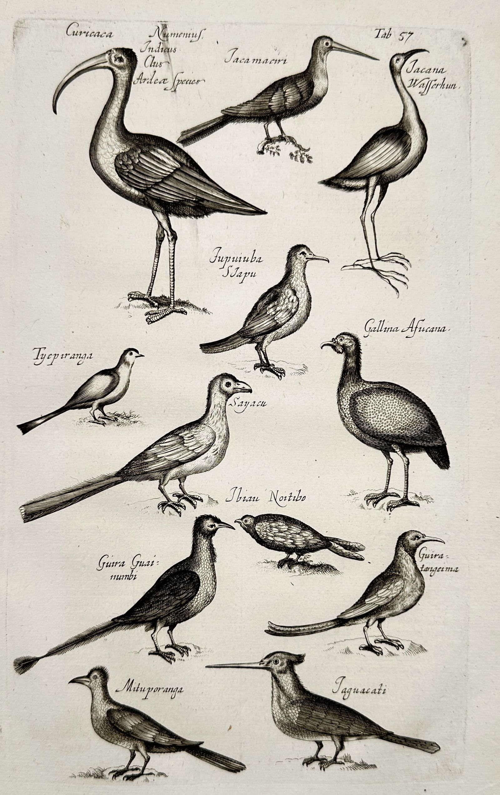 Johannes Jonstonus (1603-1675) – Study of various bird species – Engraving (17th Century): "Study of various bird species" depicts a scientific classification of diverse birds including Curicaca, Jacamaeri, Jacana, Tyepiranga, Sayacu, Gallina Africana, Guara Guaimumbi, Ibisu Noitibo, Guira