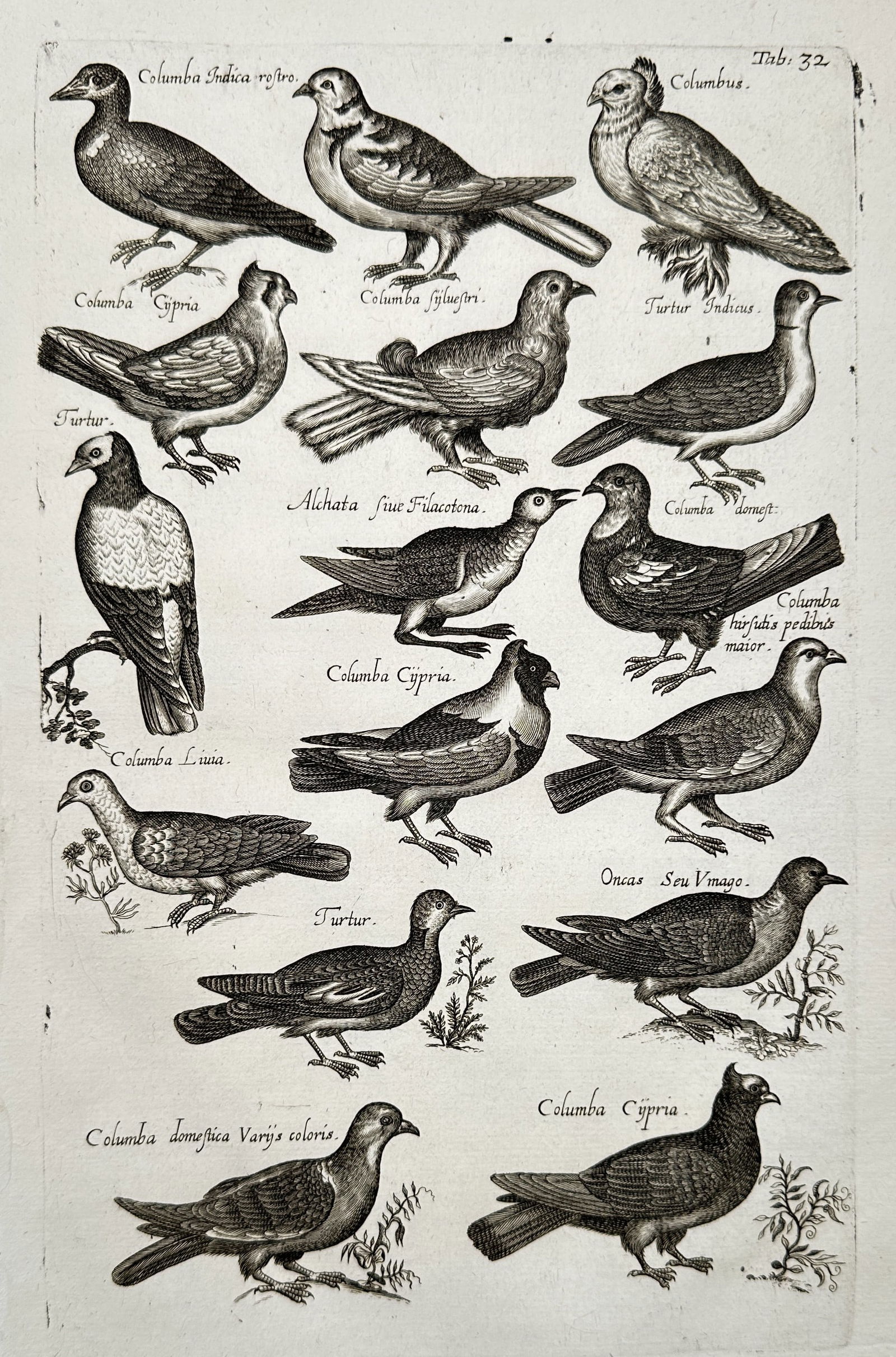 Johannes Jonstonus (1603-1675) – Study of various pigeon species – Engraving (17th Century) (1 of 2)