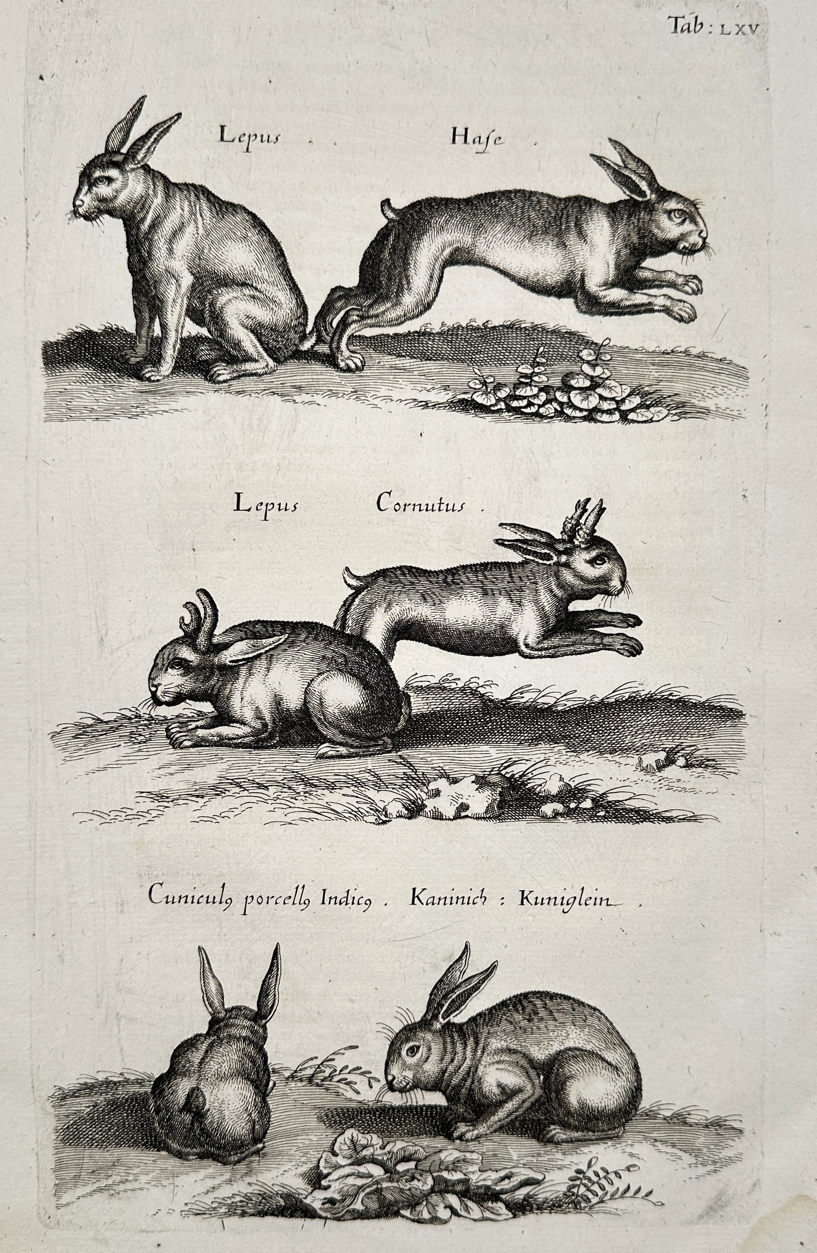 Johannes Jonstonus (1603–1675) – Study of various lagomorph species – Engraving (17th Century) (1 of 2)
